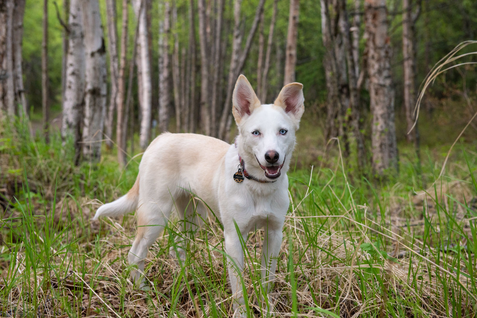 Meredith Berg Photography Anchorage Alaska Dog Pet Photographer Freya Husky Mix_DSC6113-Edit.jpg
