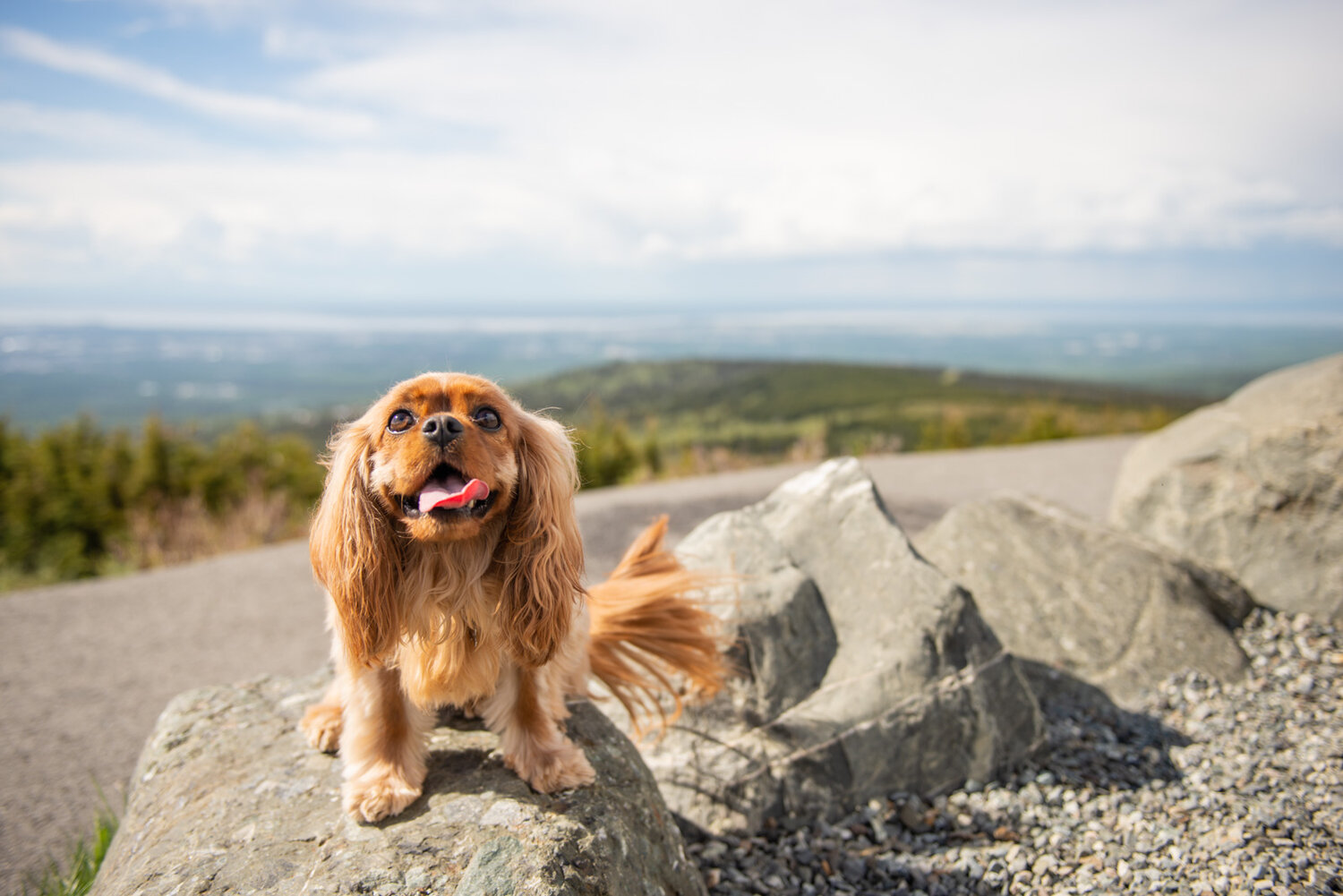 Meredith Berg Photography Anchorage Alaska Dog Pet Photographer Ali and Harmony Cavalier King Charles Spaniel_DSC6459.jpg