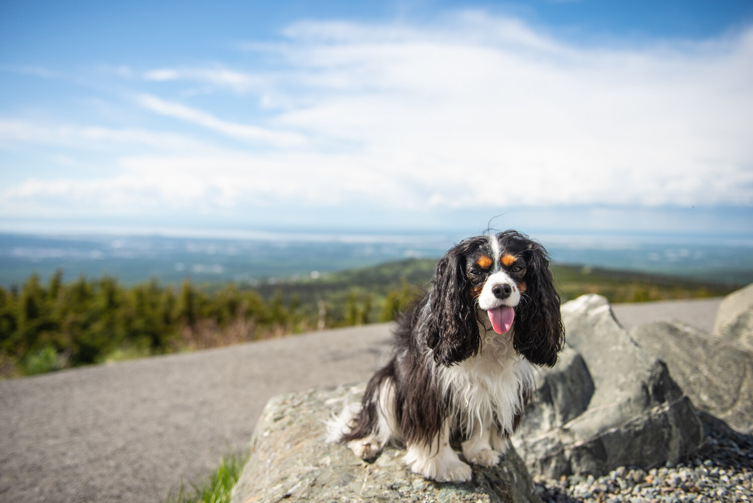 Meredith Berg Photography Anchorage Alaska Dog Pet Photographer Ali and Harmony Cavalier King Charles Spaniel_DSC6431.jpg