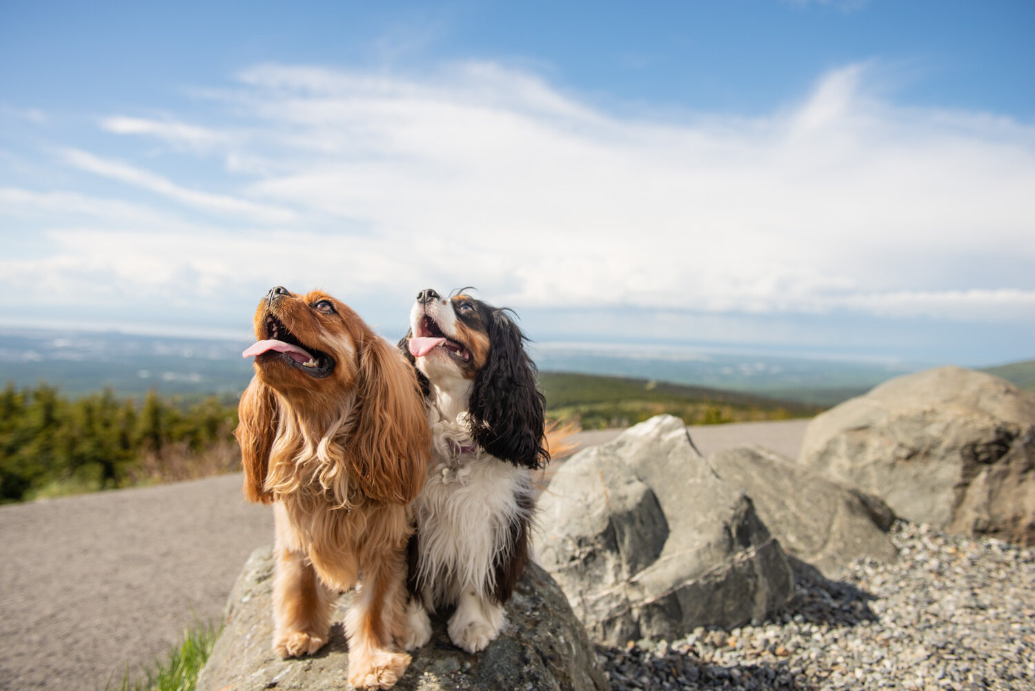 Meredith Berg Photography Anchorage Alaska Dog Pet Photographer Ali and Harmony Cavalier King Charles Spaniel_DSC6465.jpg