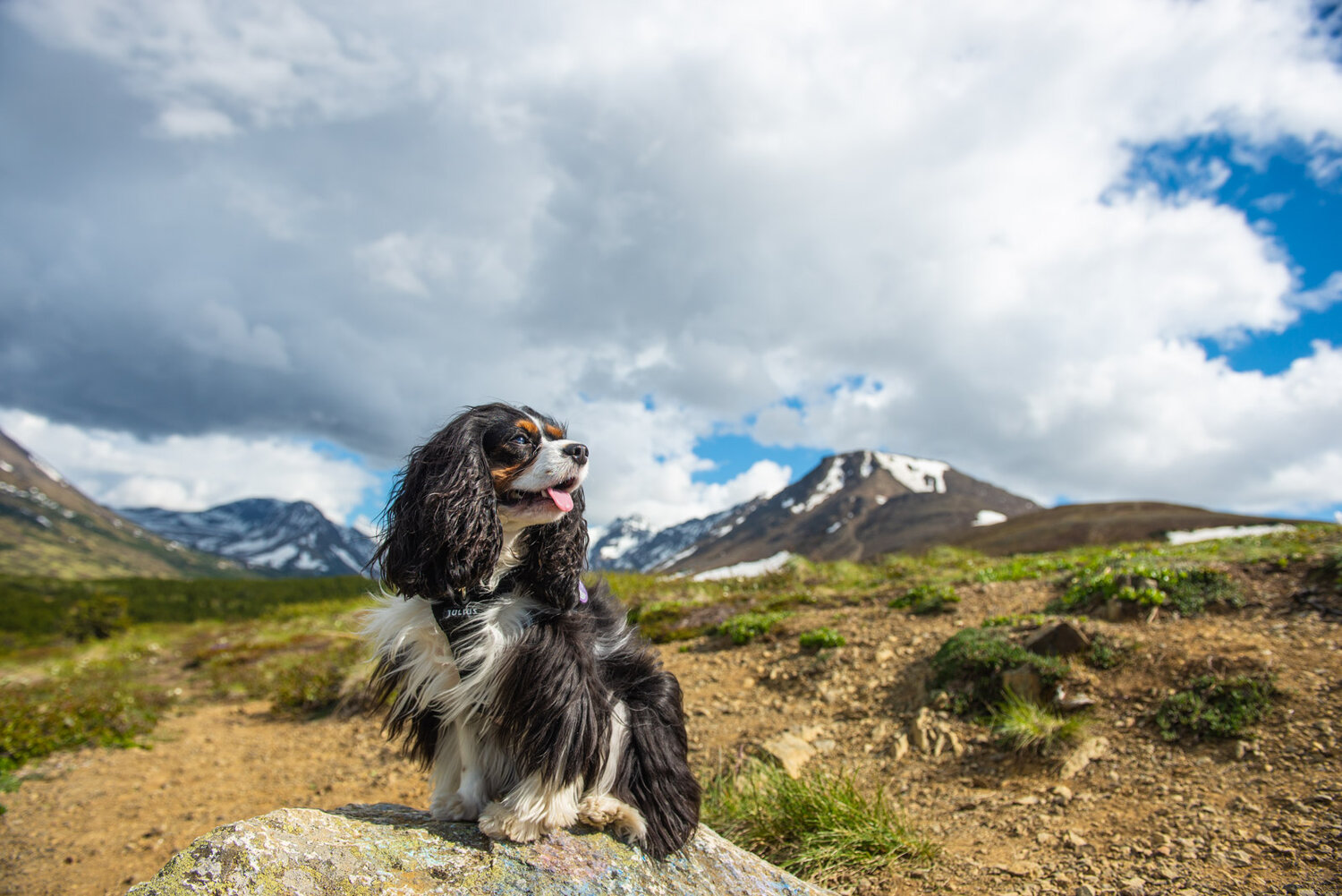 Meredith Berg Photography Anchorage Alaska Dog Pet Photographer Ali and Harmony Cavalier King Charles Spaniel_DSC6553.jpg