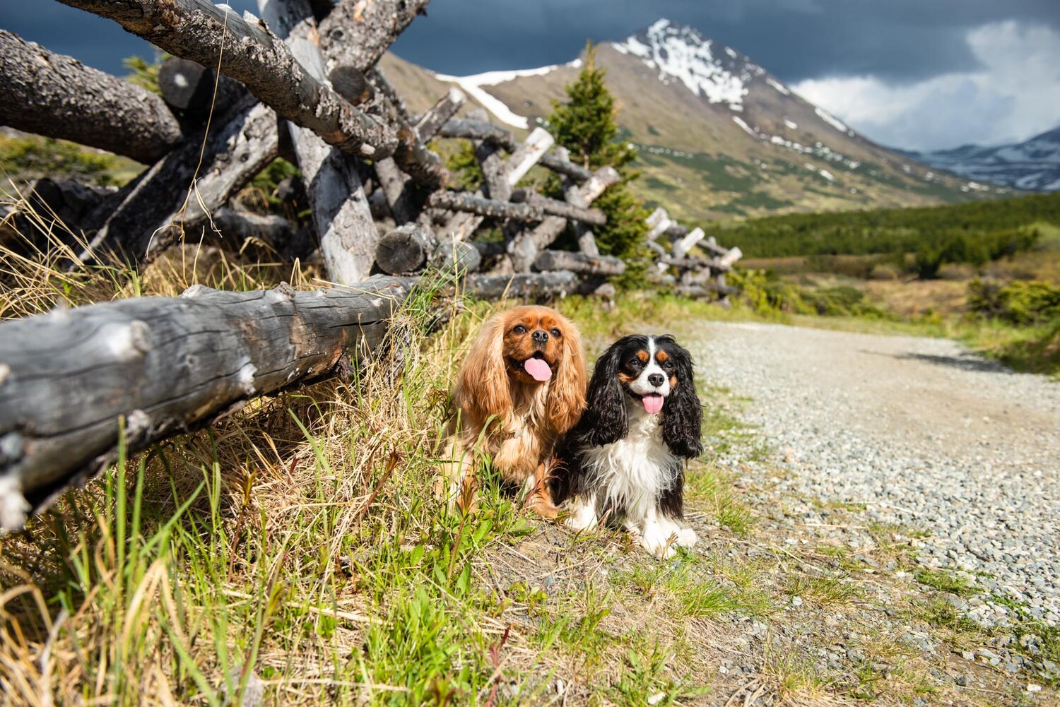 Meredith Berg Photography Anchorage Alaska Dog Pet Photographer Ali and Harmony Cavalier King Charles Spaniel_DSC6626-Edit.jpg