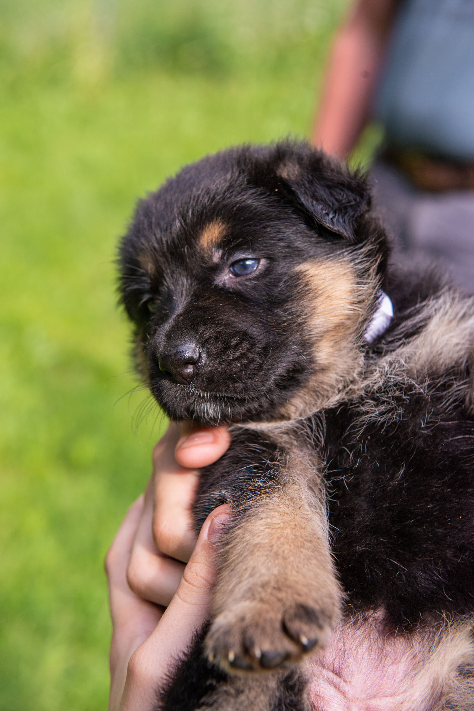 Meredith Berg Photography Anchorage Alaska Dog Pet Photographer German Shepherd Puppies_DSC8256-2.jpg