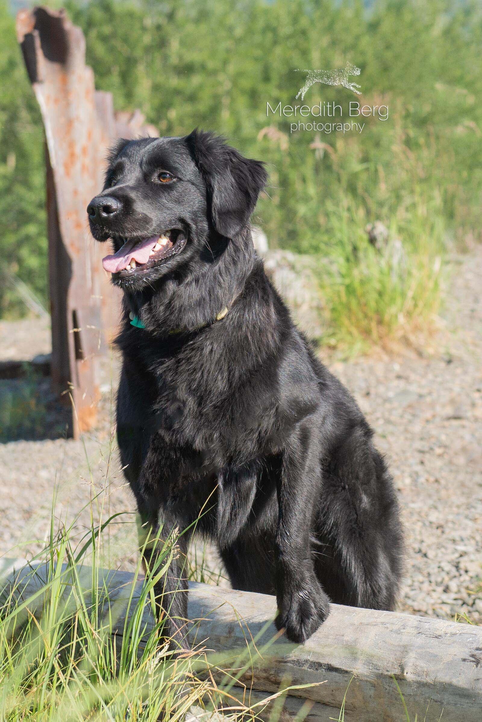 Meredith Berg Photography Anchorage Alaska Dog Pet Photographer Golden Retriever Mix Izzy_MBP8984-2-Edit.jpg
