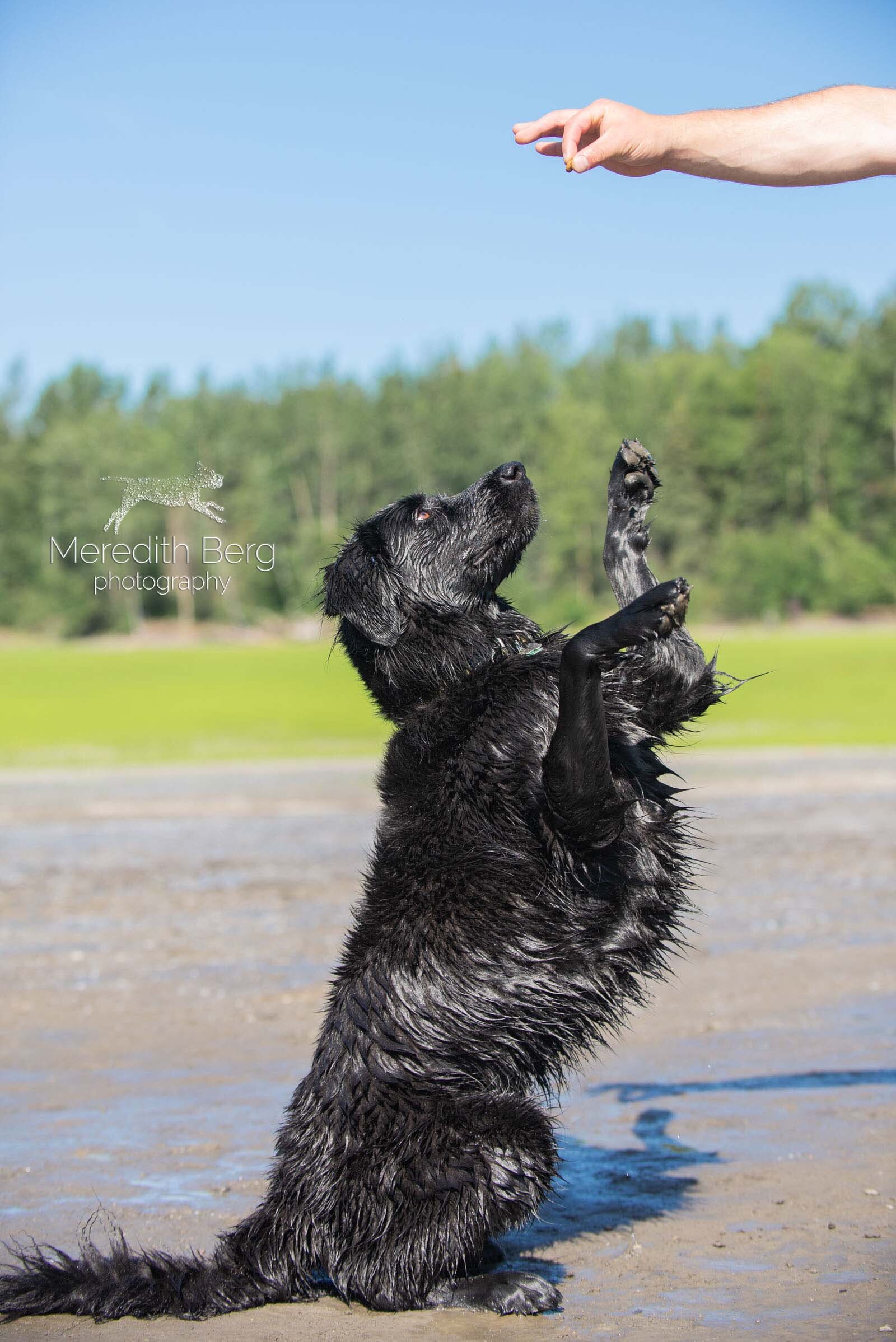 Meredith Berg Photography Anchorage Alaska Dog Pet Photographer Golden Retriever Mix Izzy_MBP9285-2.jpg