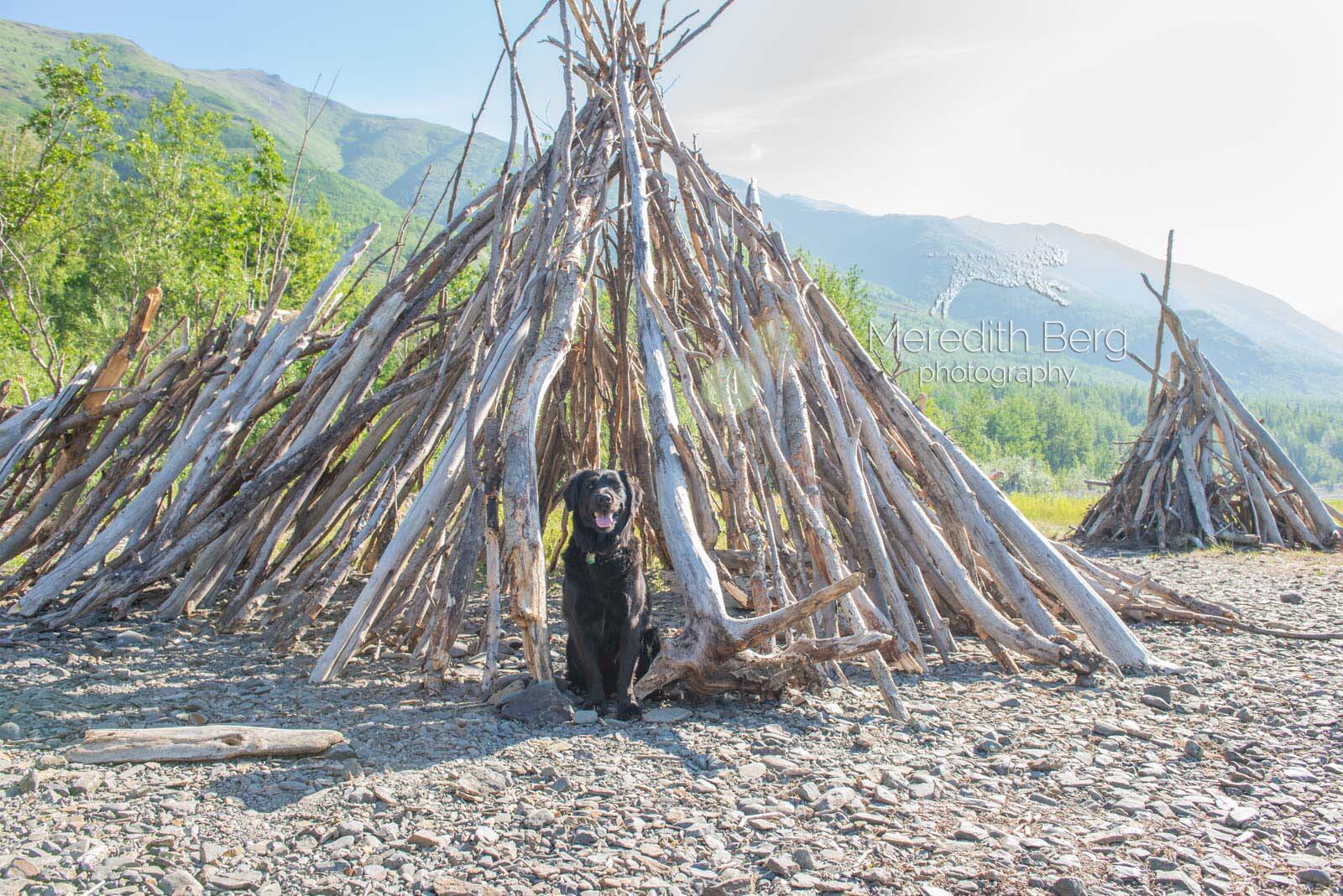 Meredith Berg Photography Anchorage Alaska Dog Pet Photographer Golden Retriever Mix Izzy_MBP8888-2.jpg