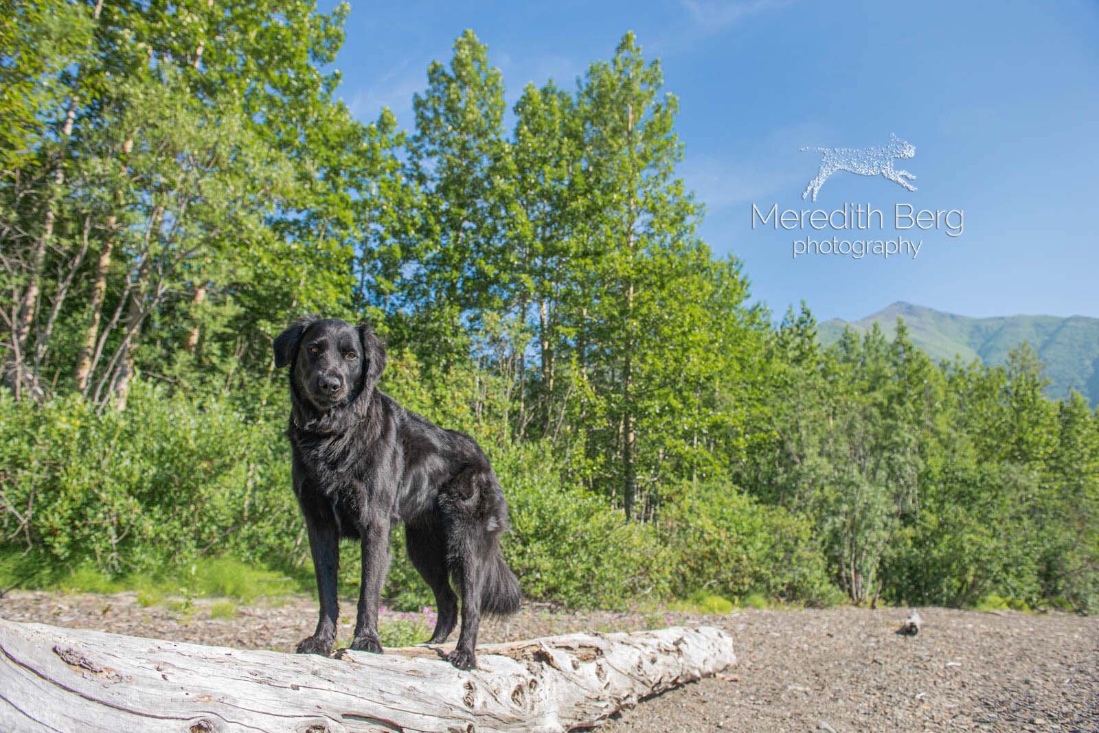 Meredith Berg Photography Anchorage Alaska Dog Pet Photographer Golden Retriever Mix Izzy_MBP8975-2-Edit.jpg