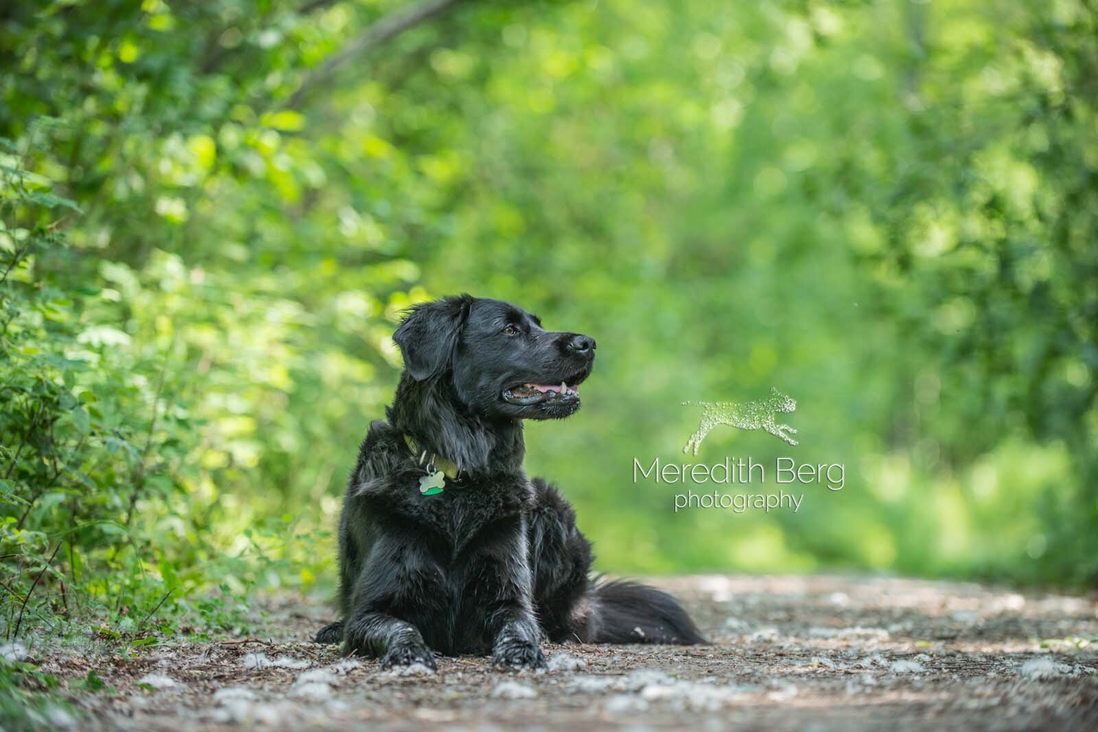 Meredith Berg Photography Anchorage Alaska Dog Pet Photographer Golden Retriever Mix Izzy_MBP9052-2-Edit.jpg