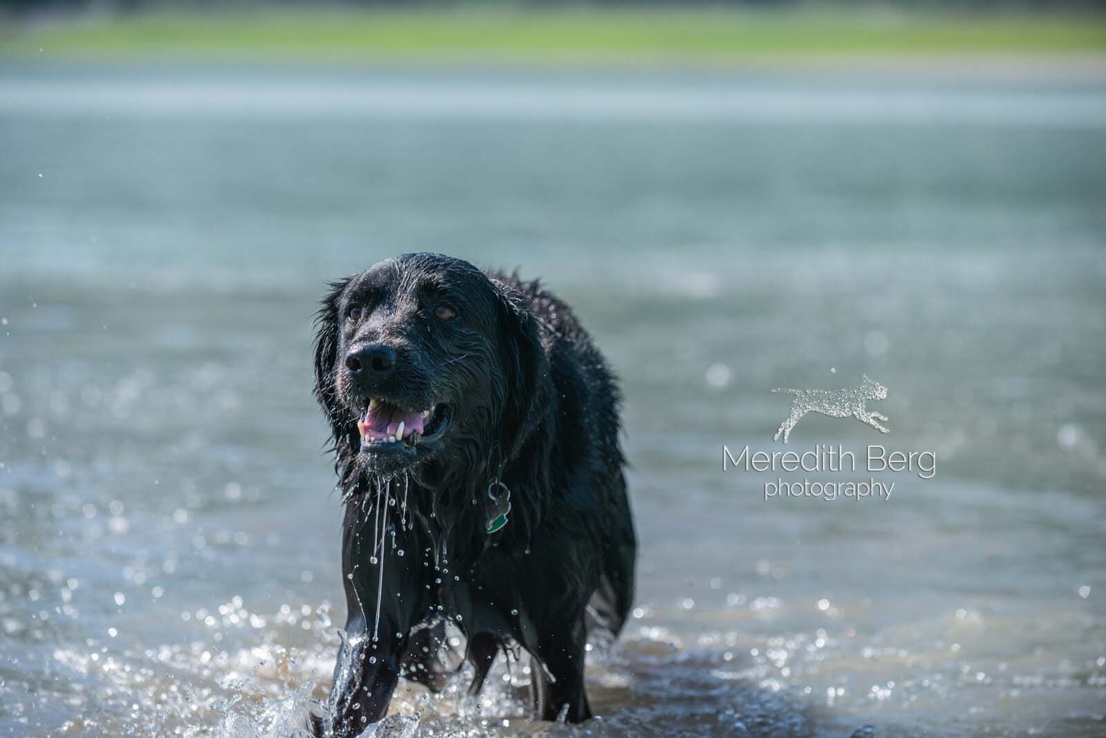 Meredith Berg Photography Anchorage Alaska Dog Pet Photographer Golden Retriever Mix Izzy_MBP9190-2.jpg