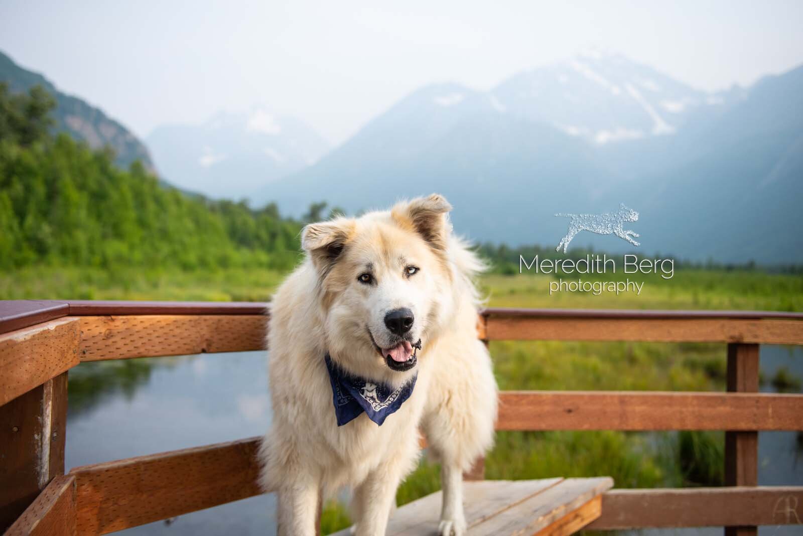 Meredith Berg Photography Anchorage Alaska Dog Pet Photographer McKenzie River Huskies Indiana Bones Adelaide_MBP9310-2.jpg