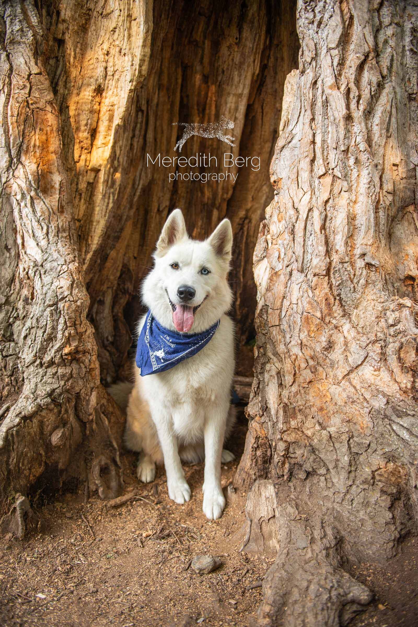 Meredith Berg Photography Anchorage Alaska Dog Pet Photographer McKenzie River Huskies Indiana Bones Adelaide_MBP9377-2.jpg