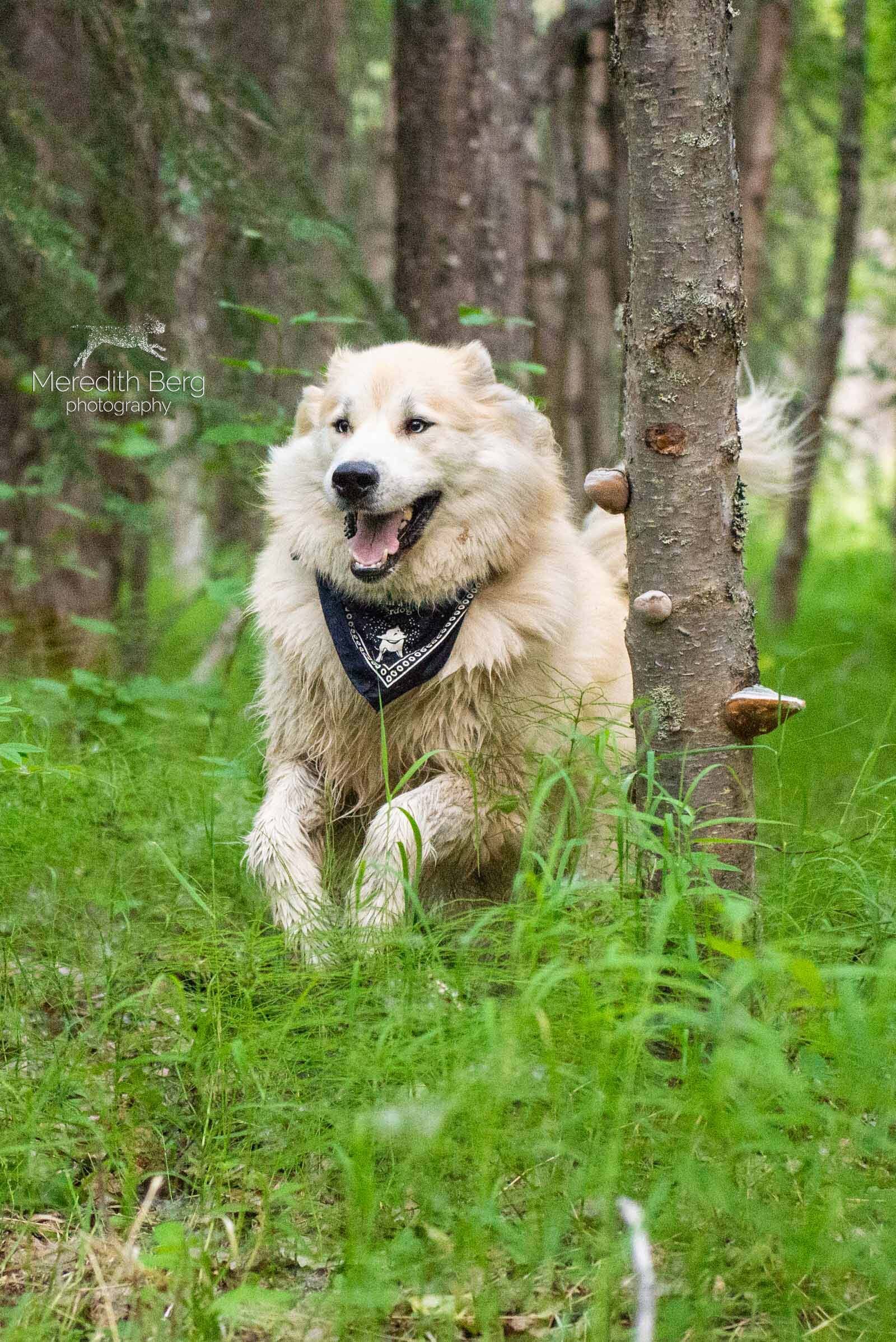 Meredith Berg Photography Anchorage Alaska Dog Pet Photographer McKenzie River Huskies Indiana Bones Adelaide_MBP9529-2.jpg