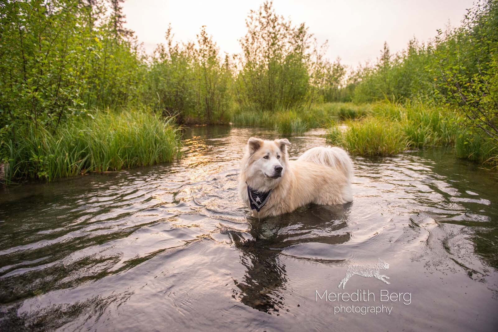 Meredith Berg Photography Anchorage Alaska Dog Pet Photographer McKenzie River Huskies Indiana Bones Adelaide_MBP9582-2.jpg