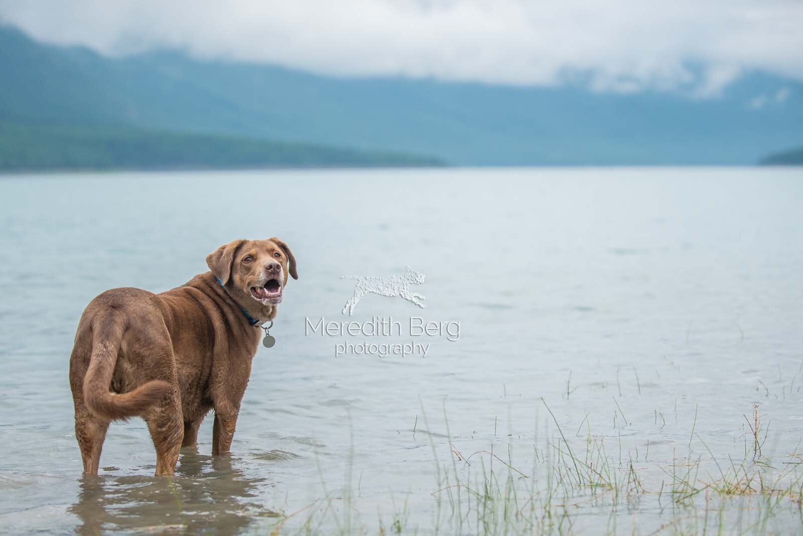 Meredith Berg Photography Anchorage Alaska Dog Pet Photographer Zeus Husky Mix_MBP0024-2.jpg