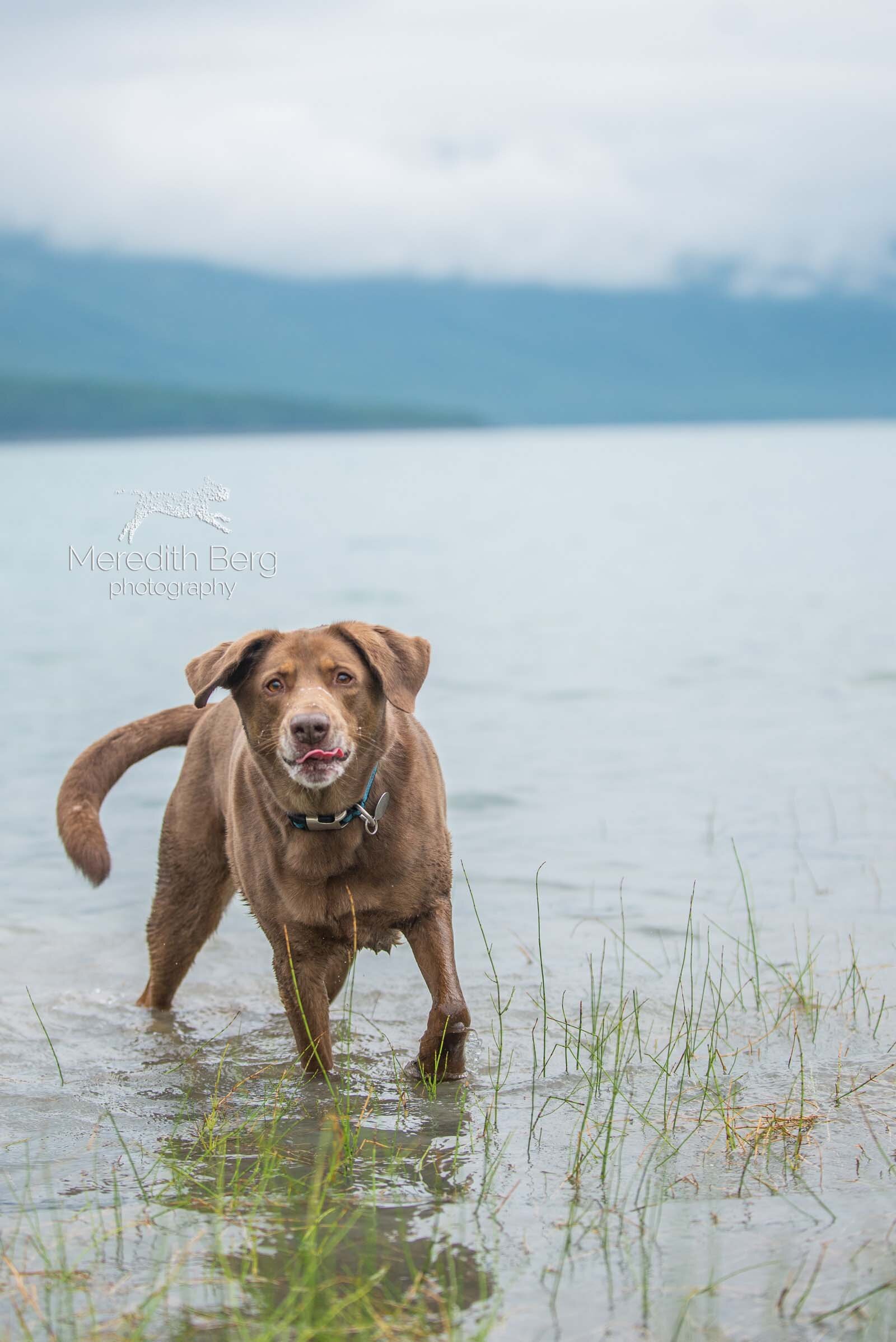 Meredith Berg Photography Anchorage Alaska Dog Pet Photographer Zeus Husky Mix_MBP0028-2.jpg