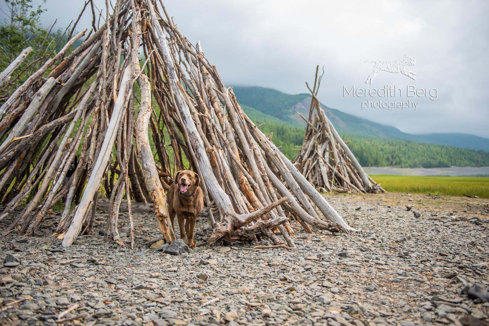Meredith Berg Photography Anchorage Alaska Dog Pet Photographer Zeus Husky Mix_MBP9635-2-Edit.jpg