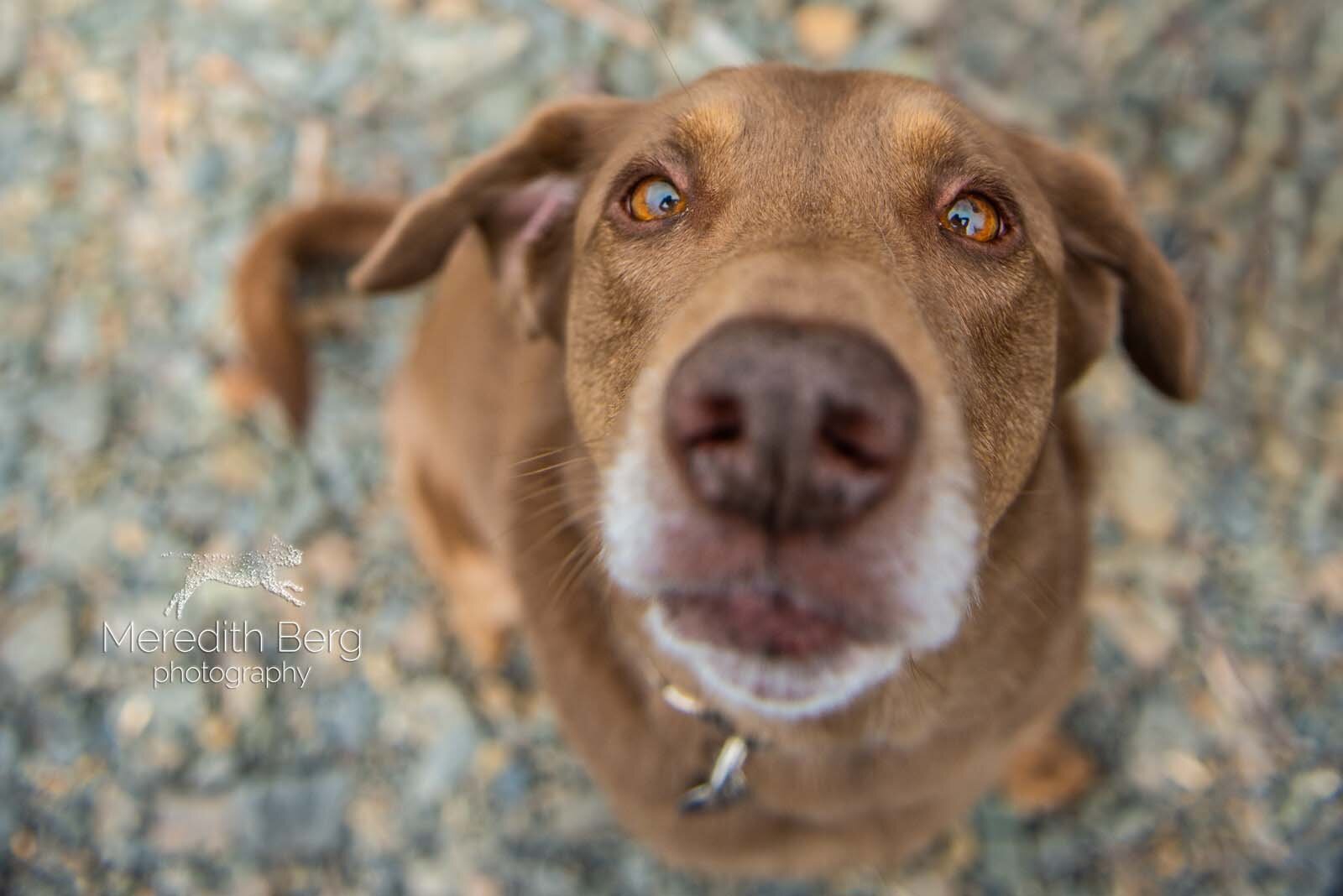 Meredith Berg Photography Anchorage Alaska Dog Pet Photographer Zeus Husky Mix_MBP9662-2-Edit.jpg