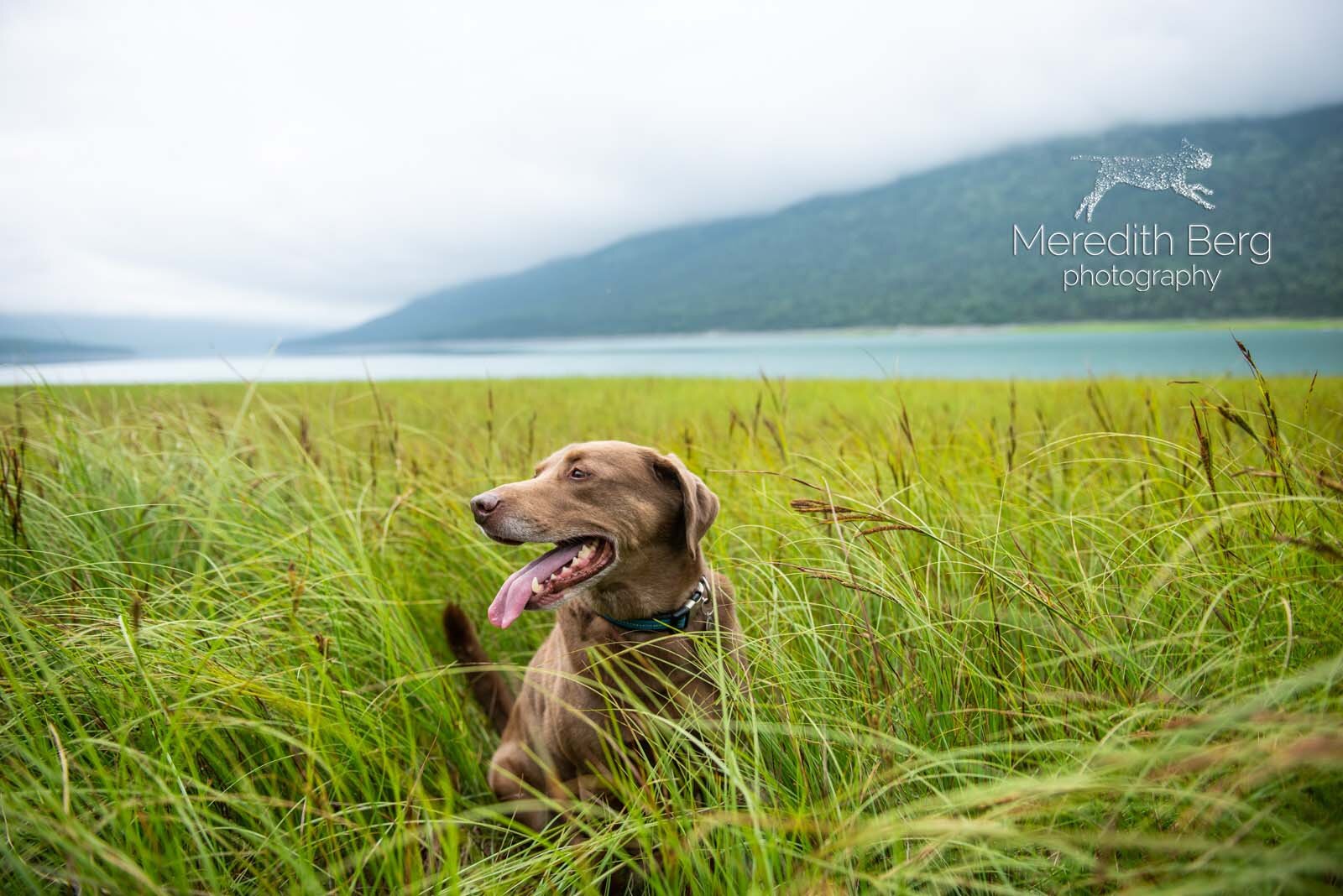 Meredith Berg Photography Anchorage Alaska Dog Pet Photographer Zeus Husky Mix_MBP9682-2-Edit.jpg