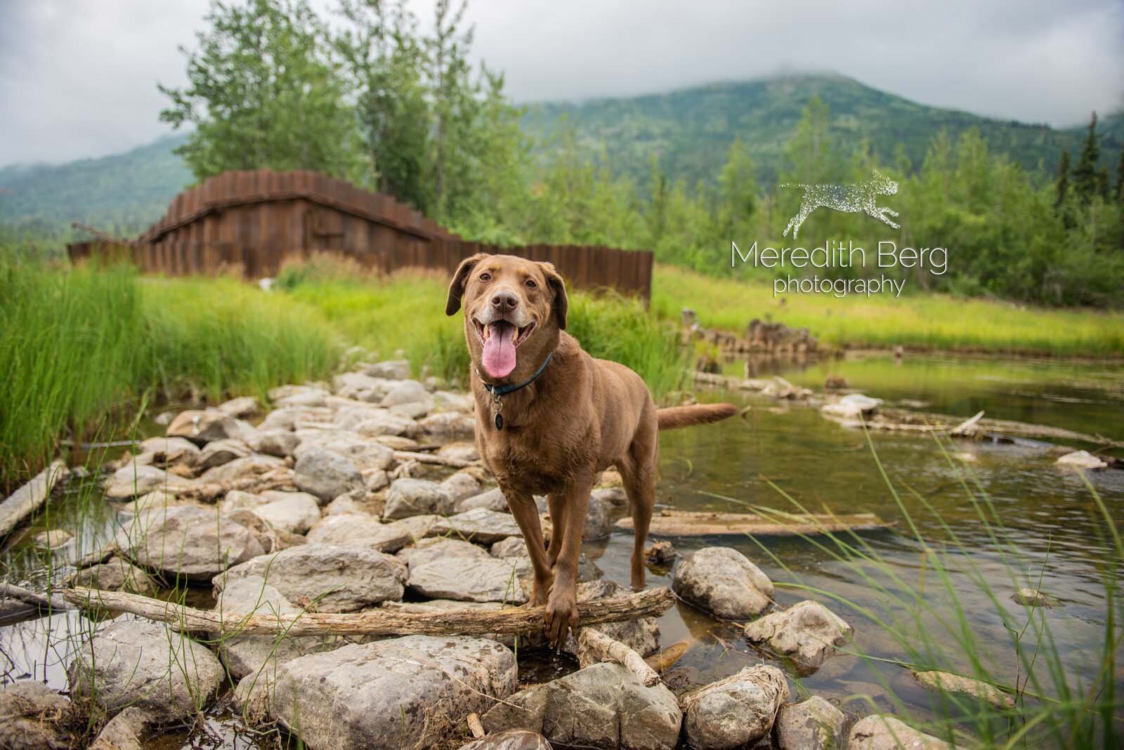 Meredith Berg Photography Anchorage Alaska Dog Pet Photographer Zeus Husky Mix_MBP9844-2.jpg