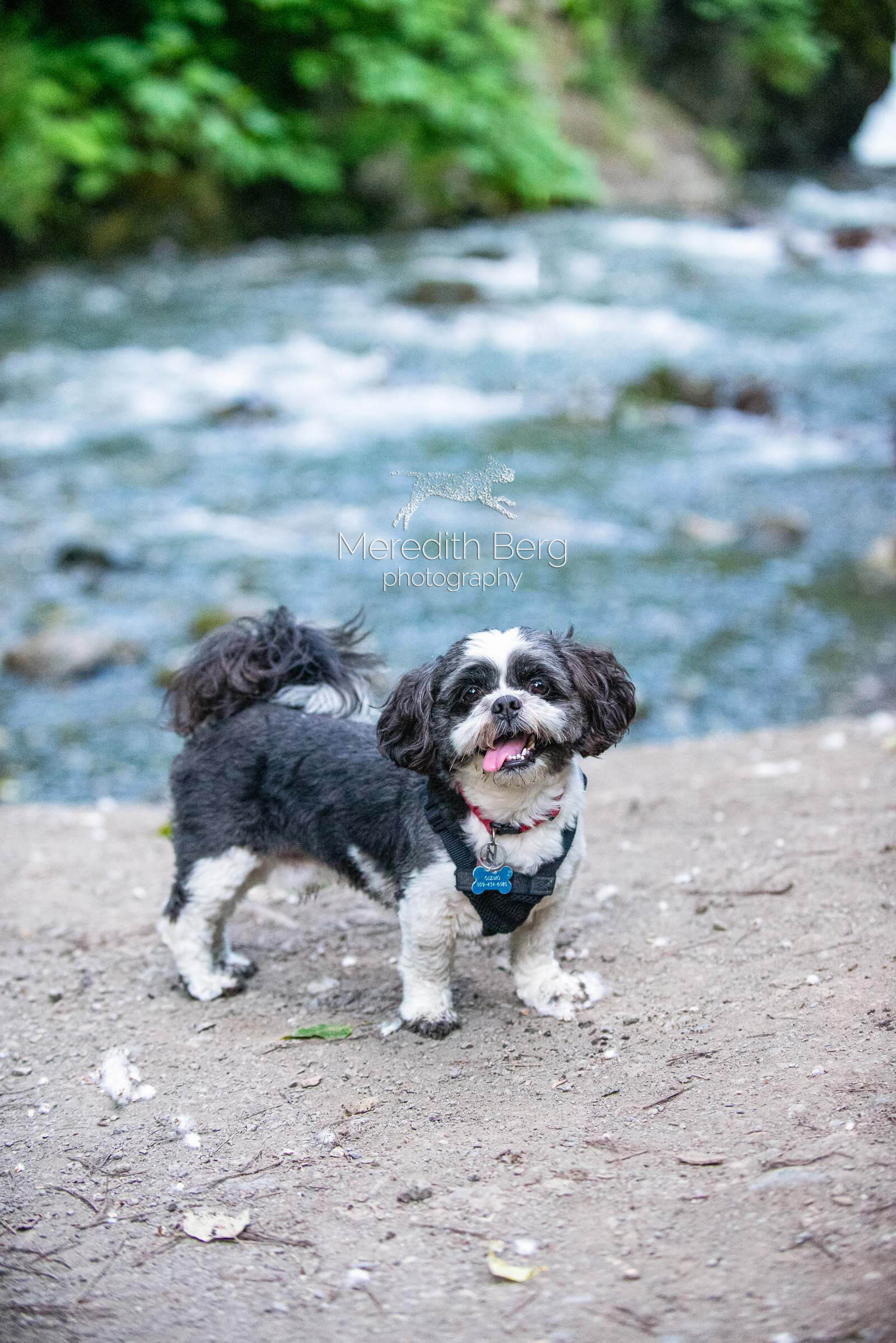 Meredith Berg Photography Anchorage Alaska Dog Pet Photographer Gizmo Shitzu-6.jpg