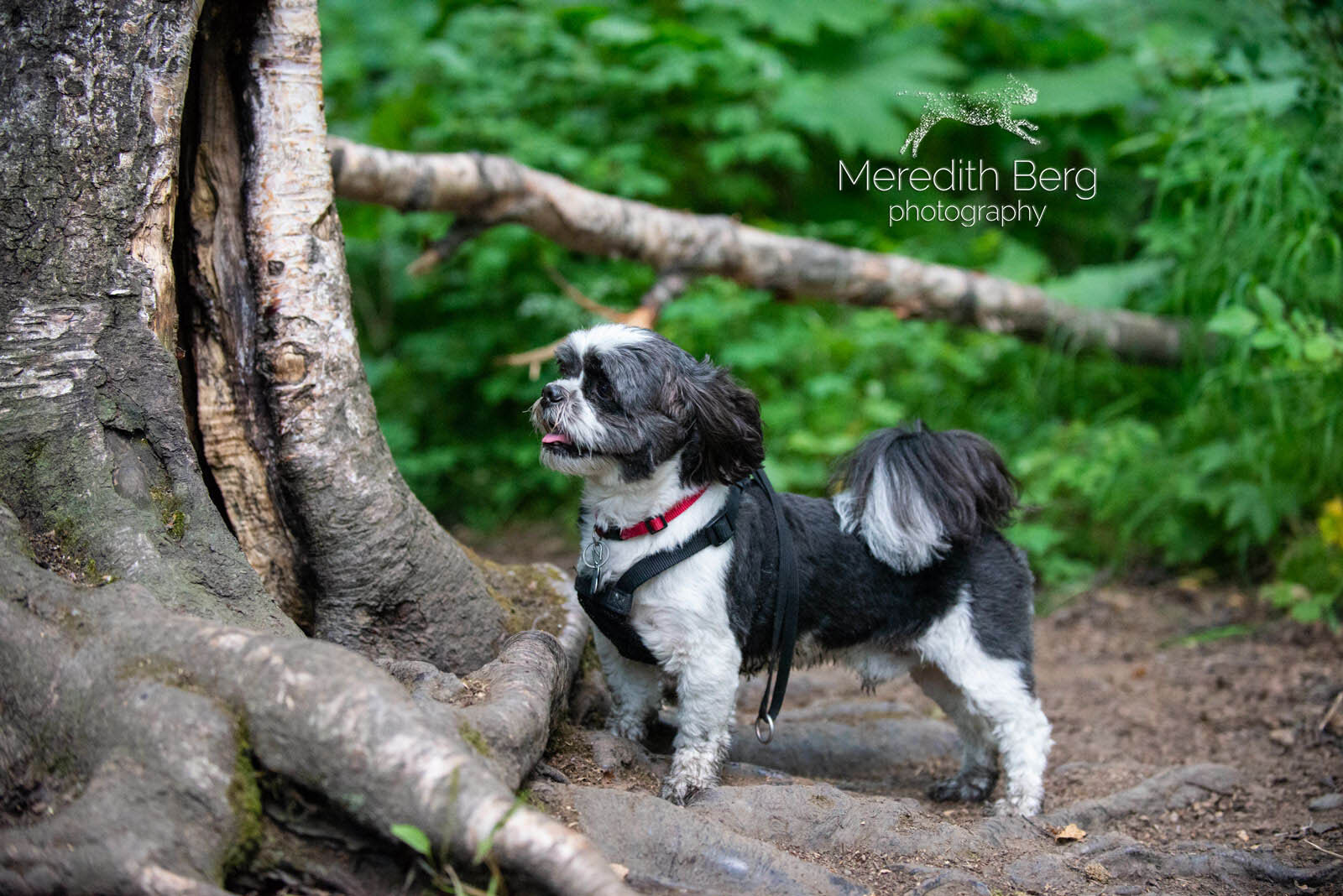 Meredith Berg Photography Anchorage Alaska Dog Pet Photographer Gizmo Shitzu-8.jpg