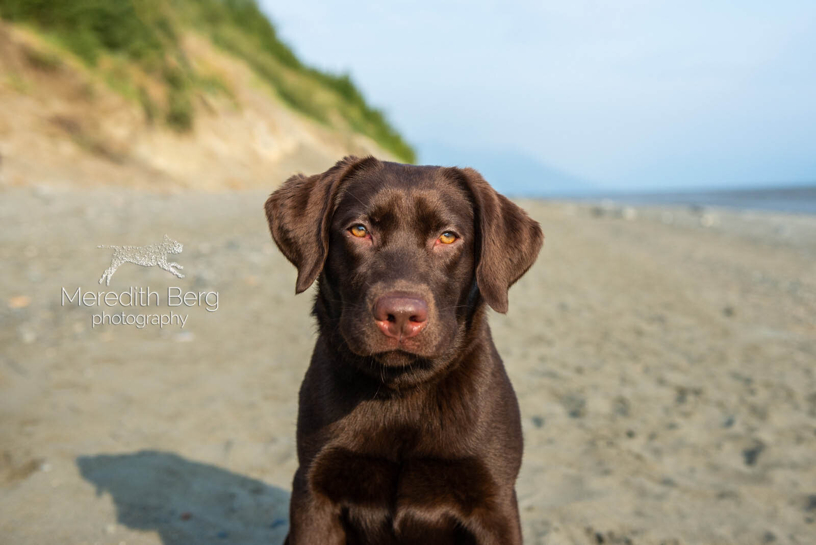 Meredith Berg Photography Anchorage Alaska Dog Pet Photographer Sunny Chocolate Lab-3.jpg