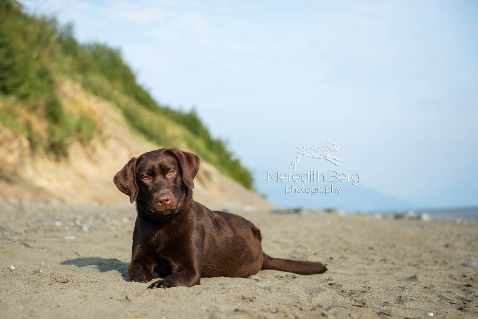 Meredith Berg Photography Anchorage Alaska Dog Pet Photographer Sunny Chocolate Lab-2.jpg