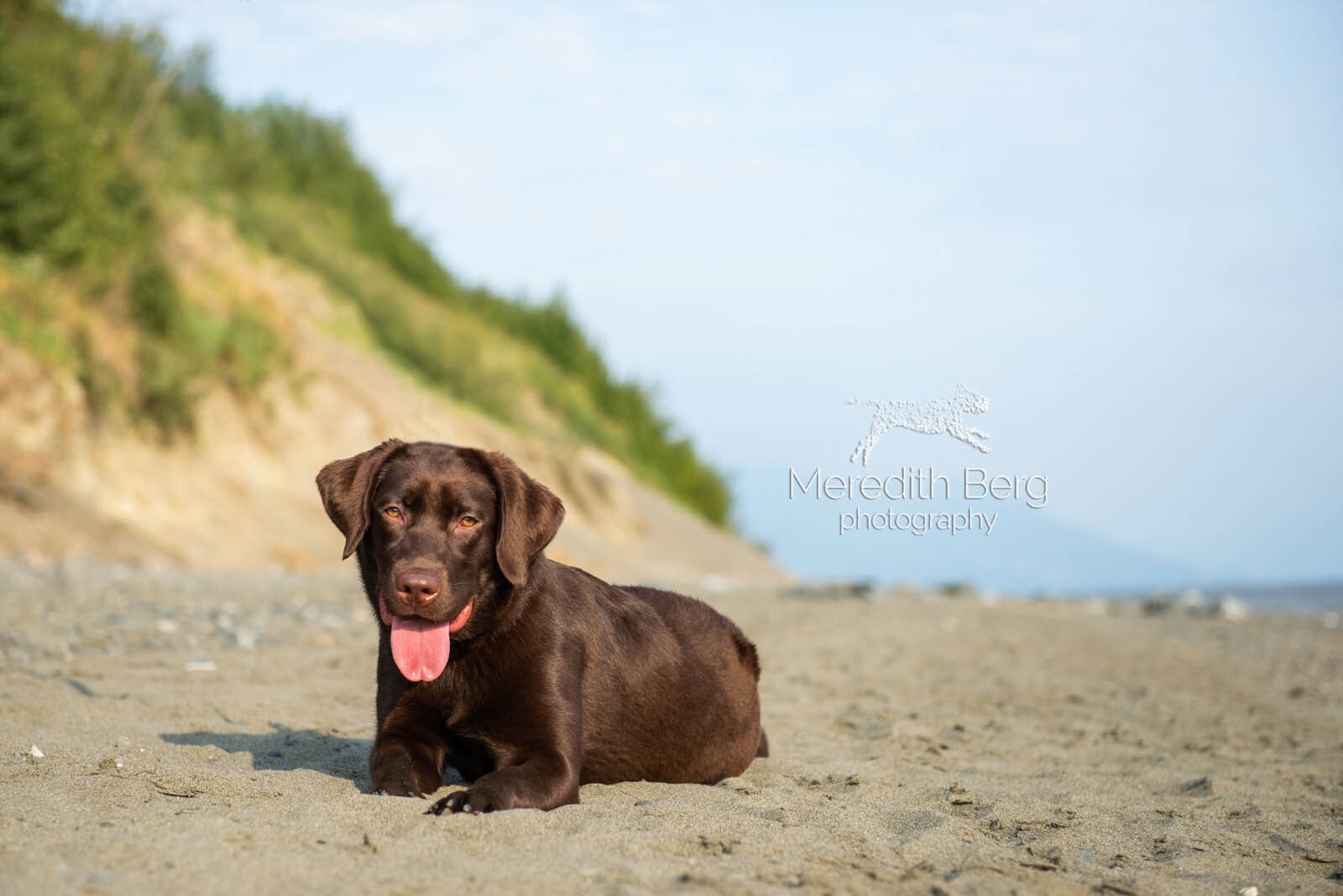 Meredith Berg Photography Anchorage Alaska Dog Pet Photographer Sunny Chocolate Lab.jpg