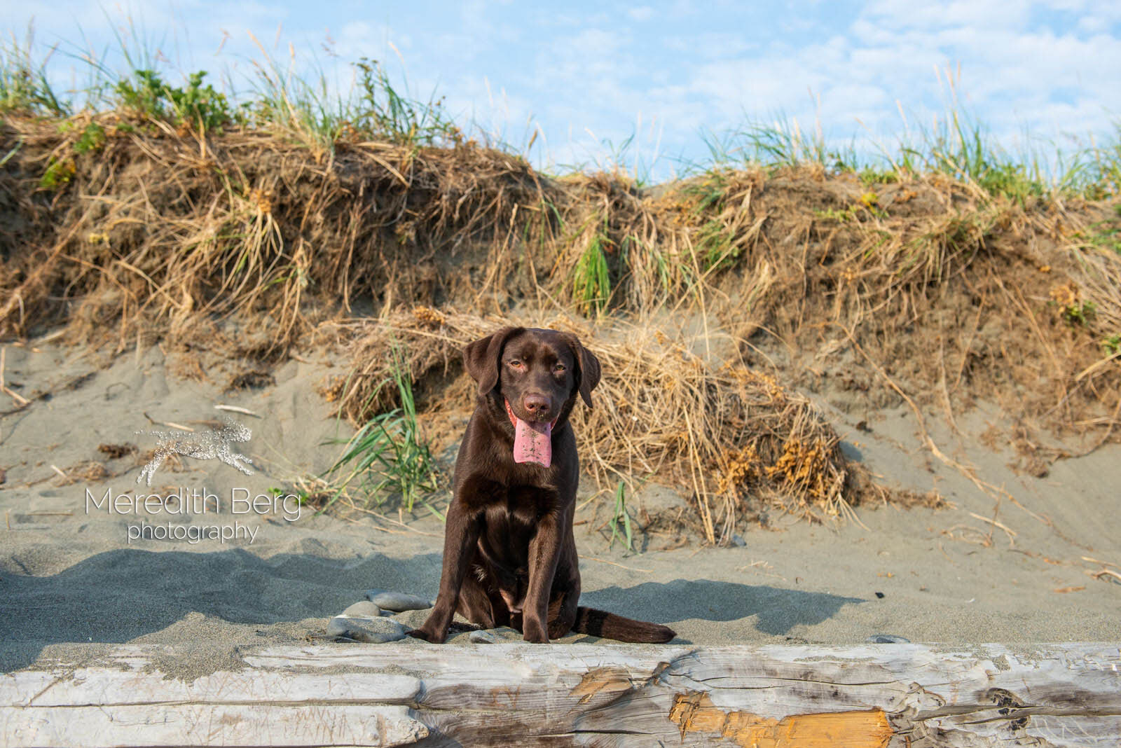 Meredith Berg Photography Anchorage Alaska Dog Pet Photographer Sunny Chocolate Lab-5.jpg