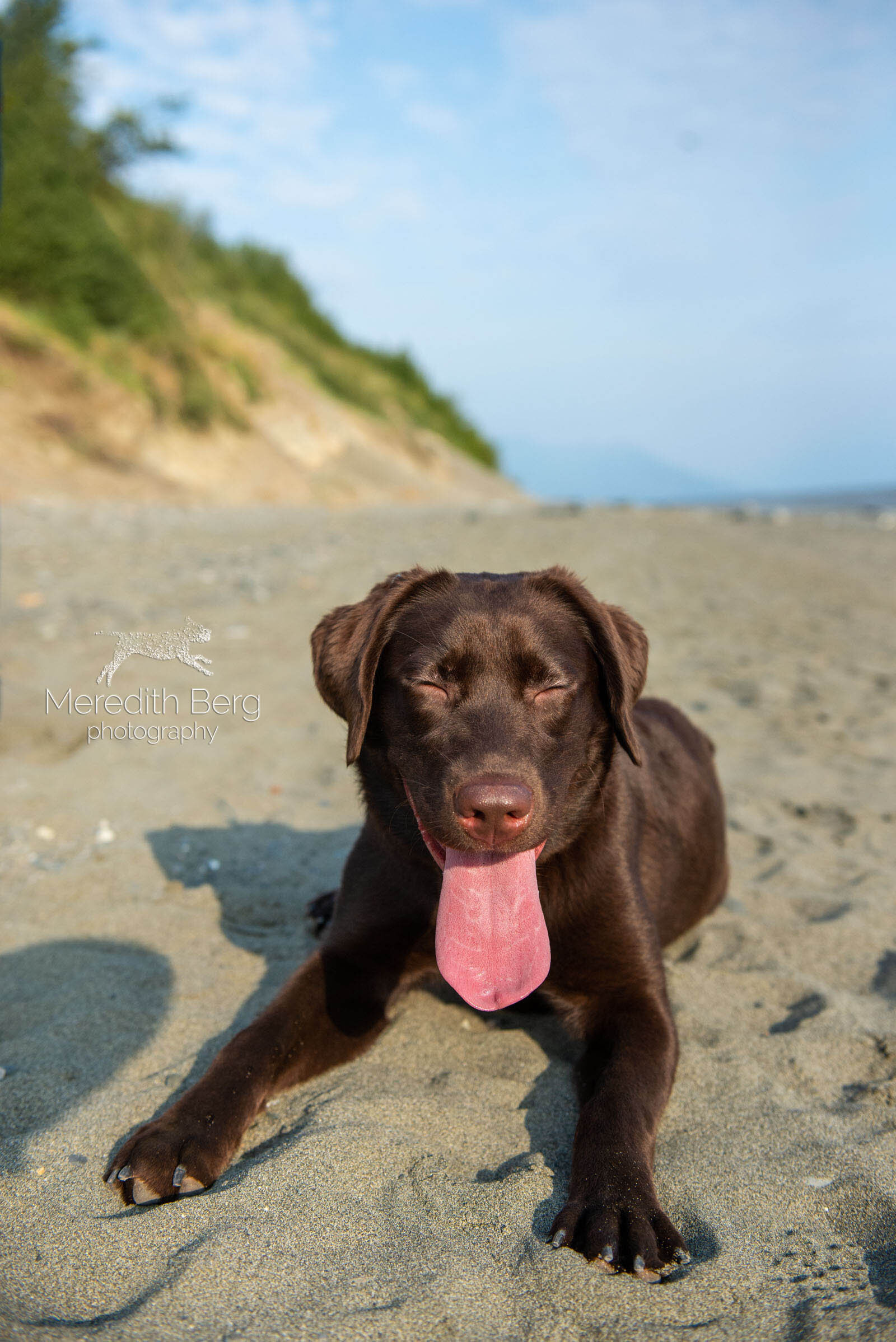 Meredith Berg Photography Anchorage Alaska Dog Pet Photographer Sunny Chocolate Lab-4.jpg