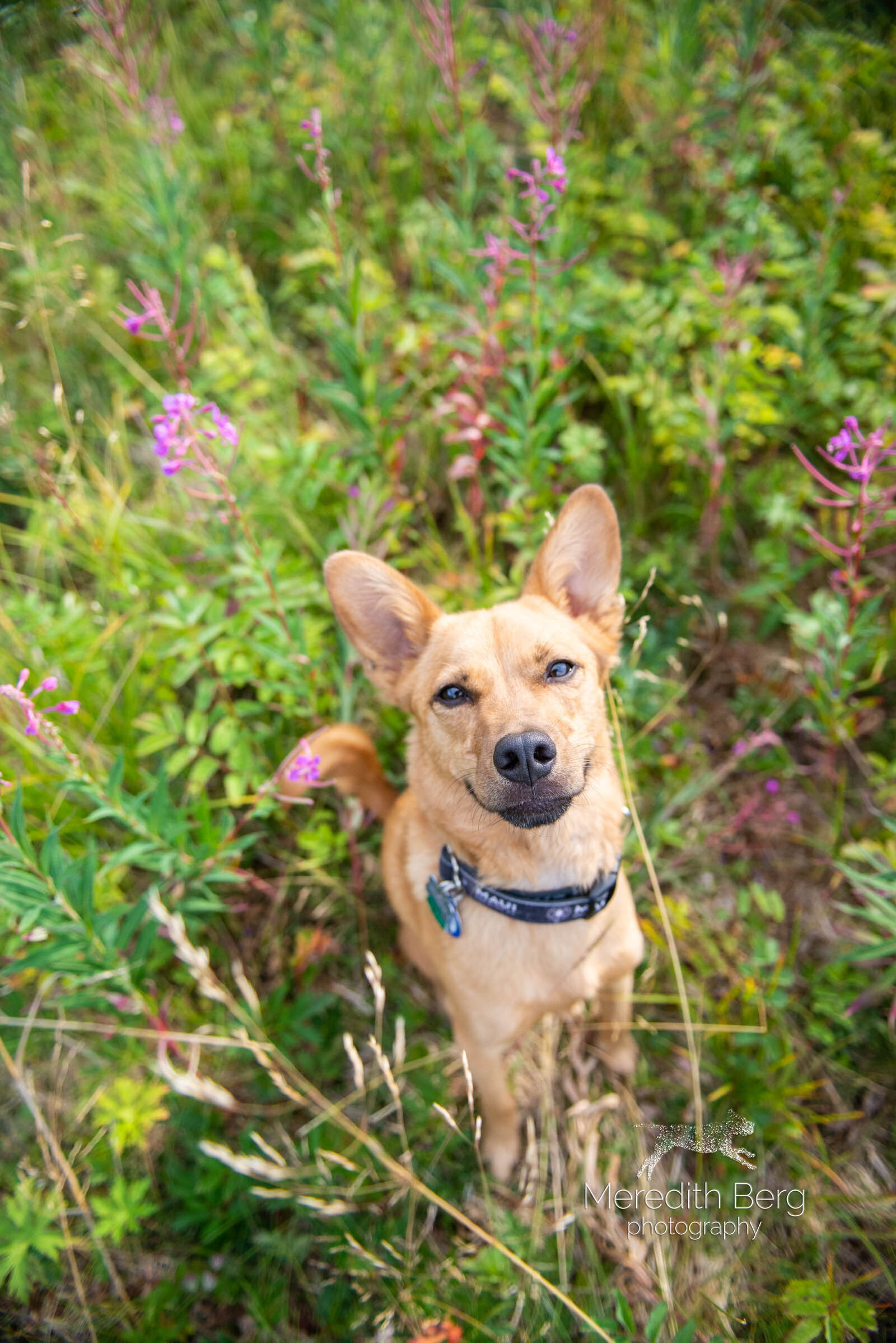 Meredith Berg Photography Anchorage Alaska Dog Pet Photographer Alaskan Animal Rescue Friends Mix2.jpg