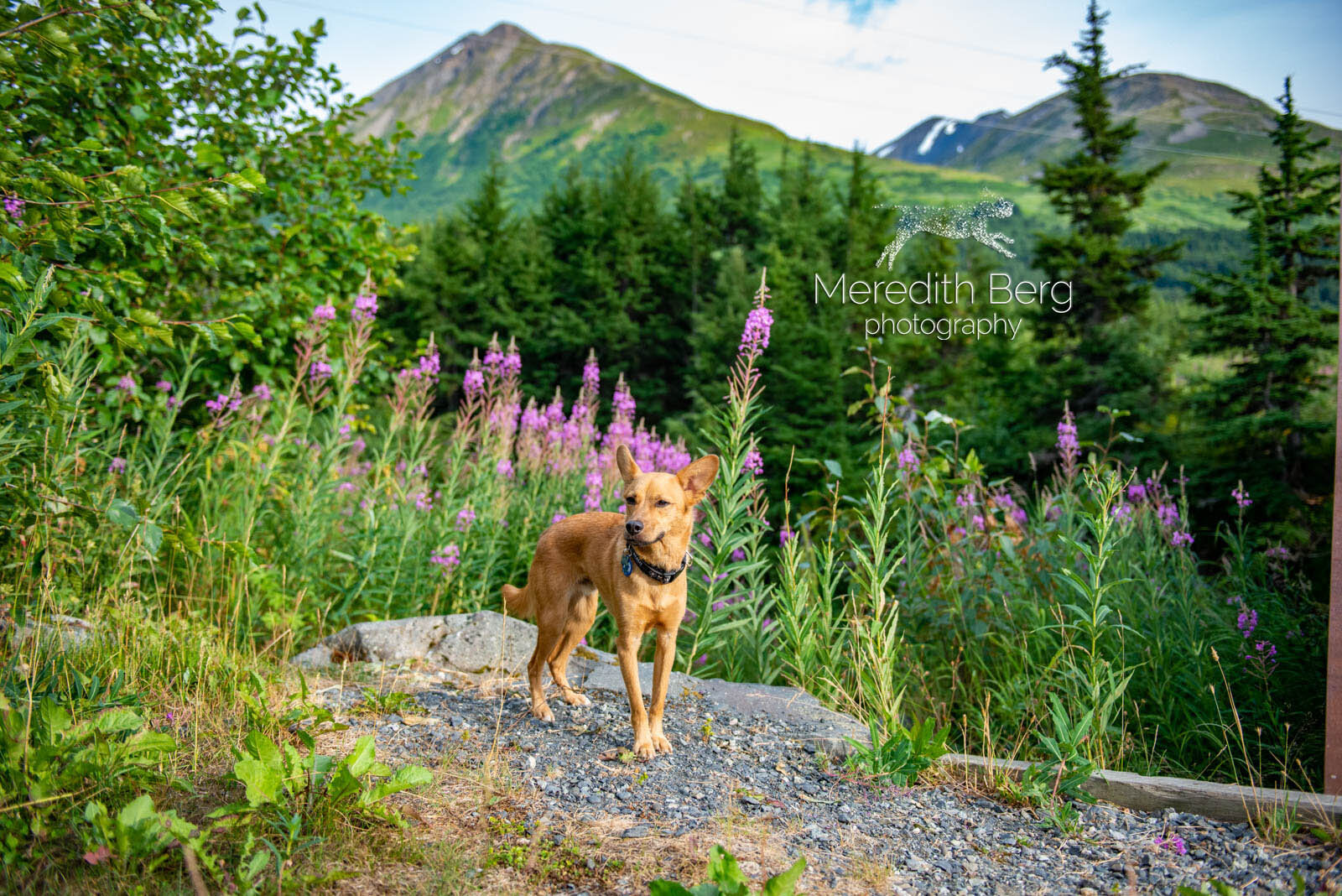 Meredith Berg Photography Anchorage Alaska Dog Pet Photographer Alaskan Animal Rescue Friends Mix3.jpg