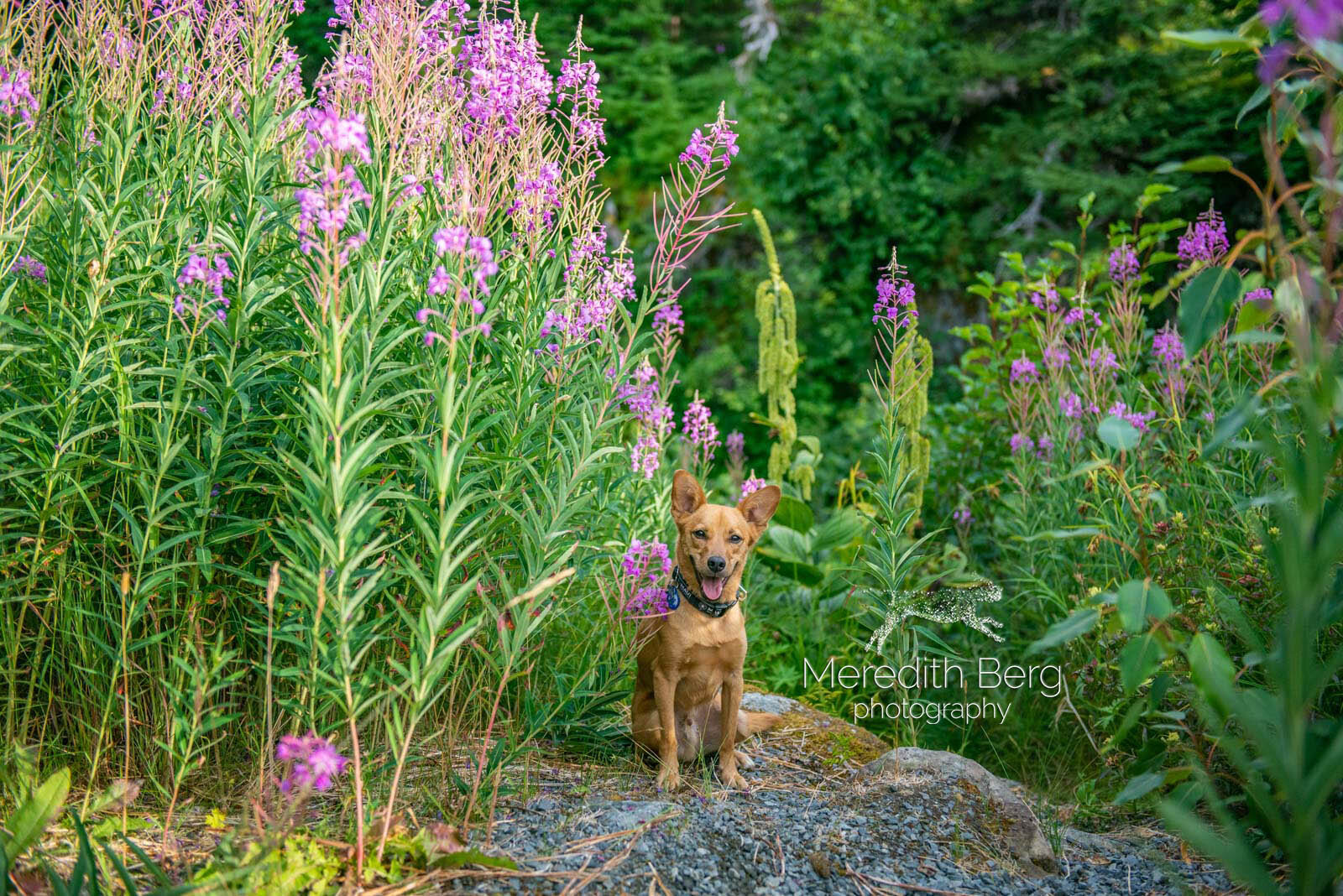 Meredith Berg Photography Anchorage Alaska Dog Pet Photographer Alaskan Animal Rescue Friends Mix4.jpg