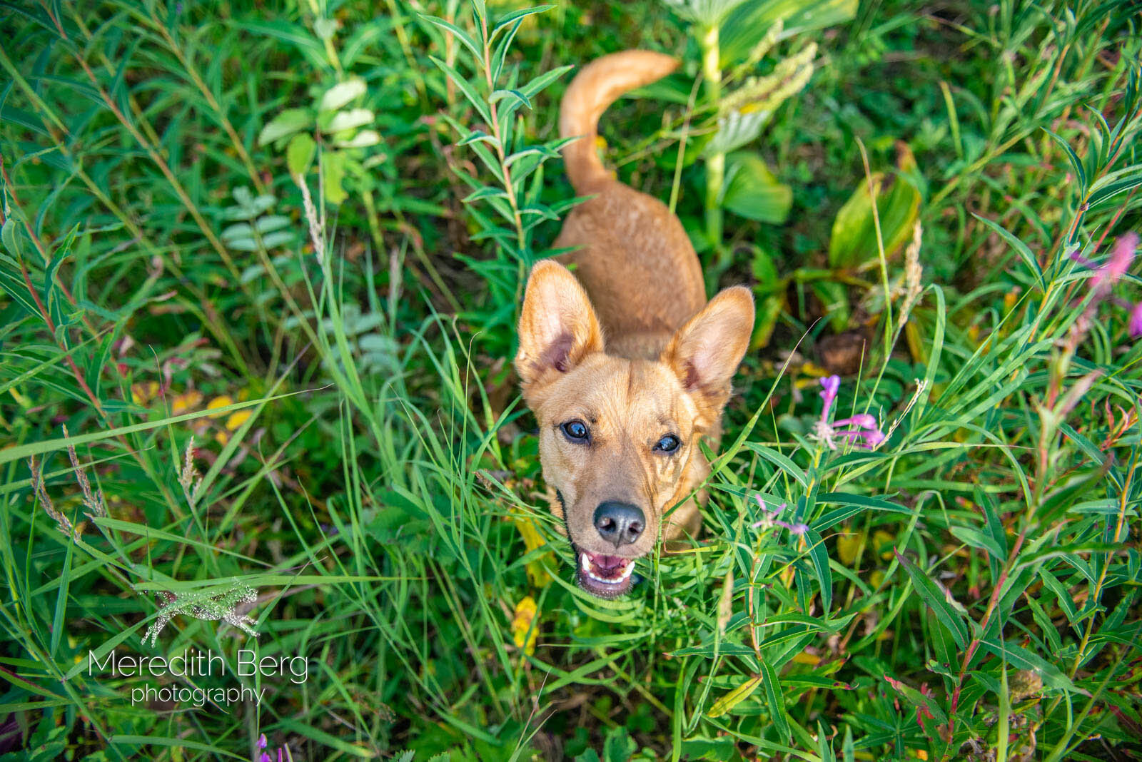 Meredith Berg Photography Anchorage Alaska Dog Pet Photographer Alaskan Animal Rescue Friends Mix6.jpg