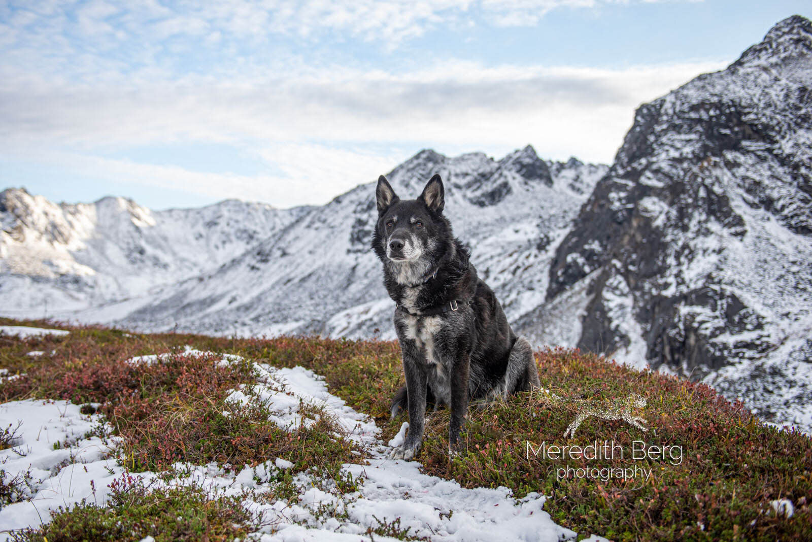 Meredith Berg Photography Anchorage Alaska Dog Pet Photographer Husky Mixes Mountain Mutts 1.jpg