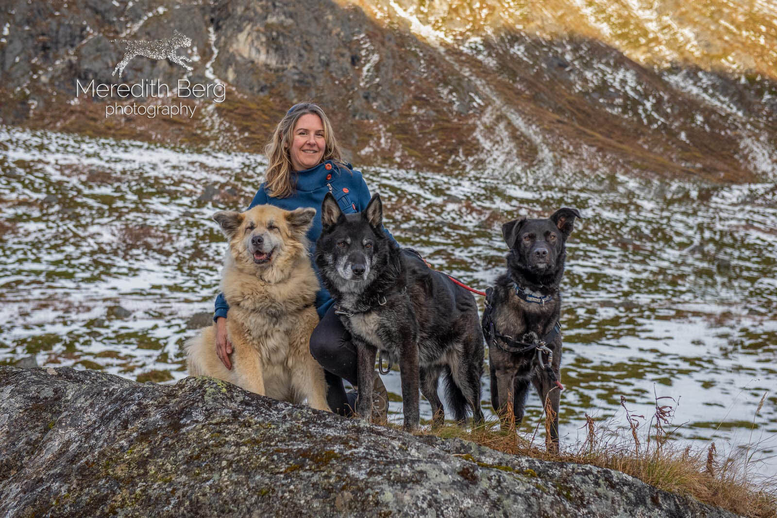 Meredith Berg Photography Anchorage Alaska Dog Pet Photographer Husky Mixes Mountain Mutts 3.jpg