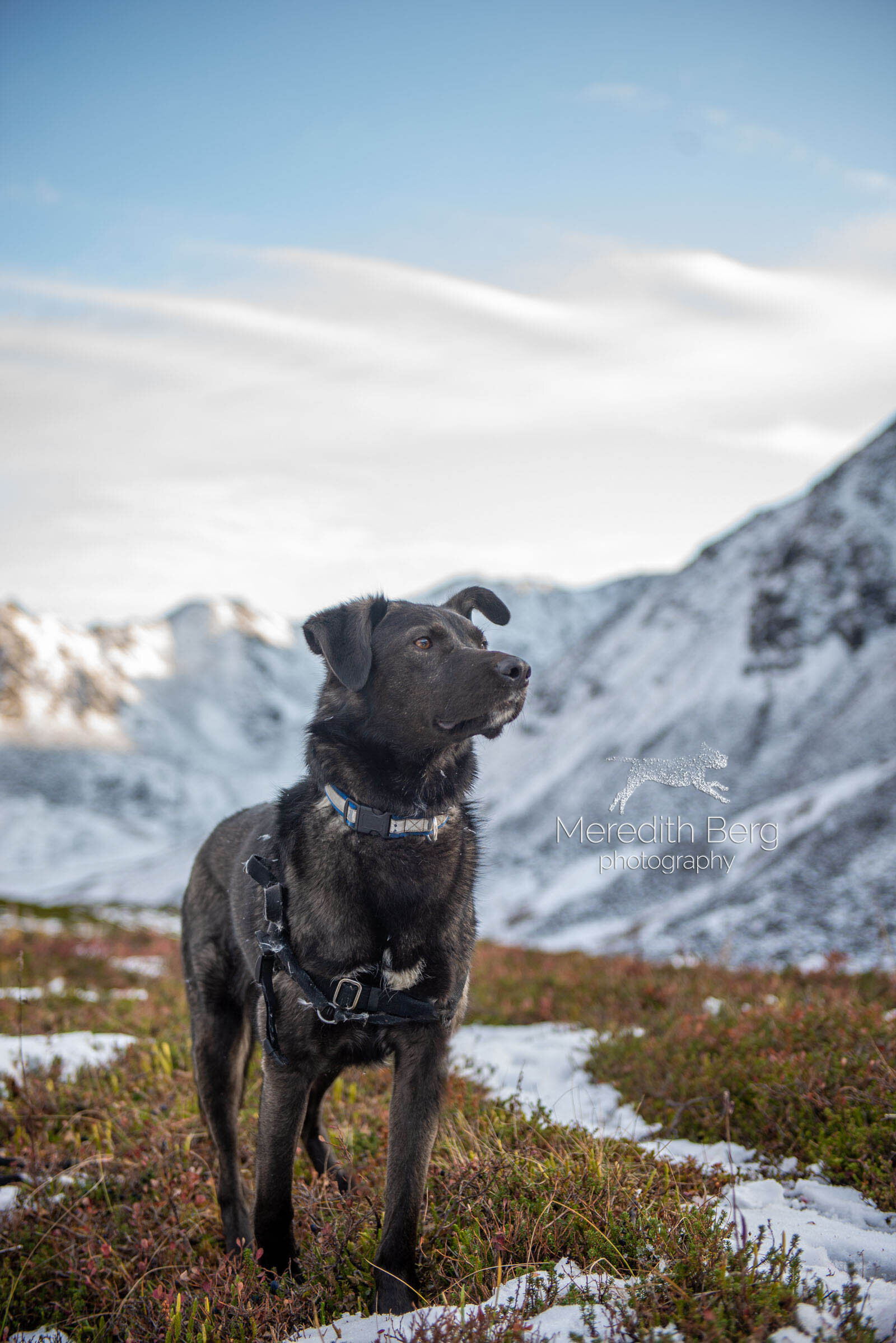 Meredith Berg Photography Anchorage Alaska Dog Pet Photographer Husky Mixes Mountain Mutts 4.jpg