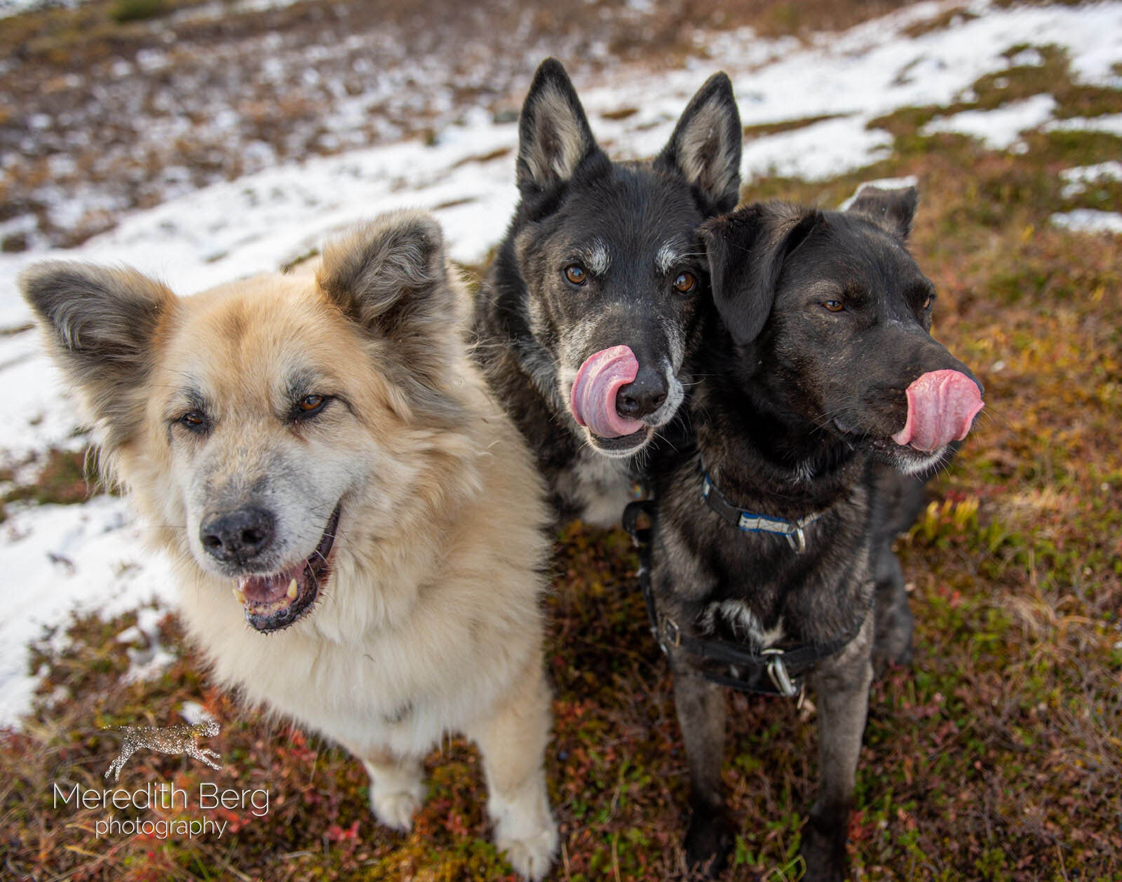 Meredith Berg Photography Anchorage Alaska Dog Pet Photographer Husky Mixes Mountain Mutts 5.jpg
