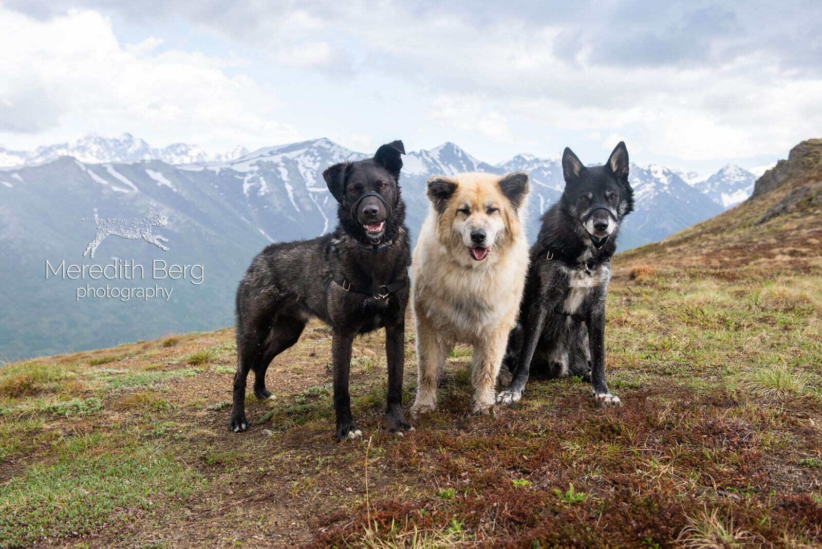 Meredith Berg Photography Anchorage Alaska Dog Pet Photographer Husky Mixes Mountain Mutts 8.jpg