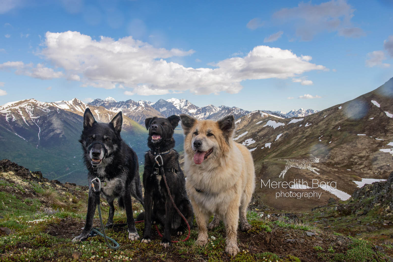 Meredith Berg Photography Anchorage Alaska Dog Pet Photographer Husky Mixes Mountain Mutts 10.jpg