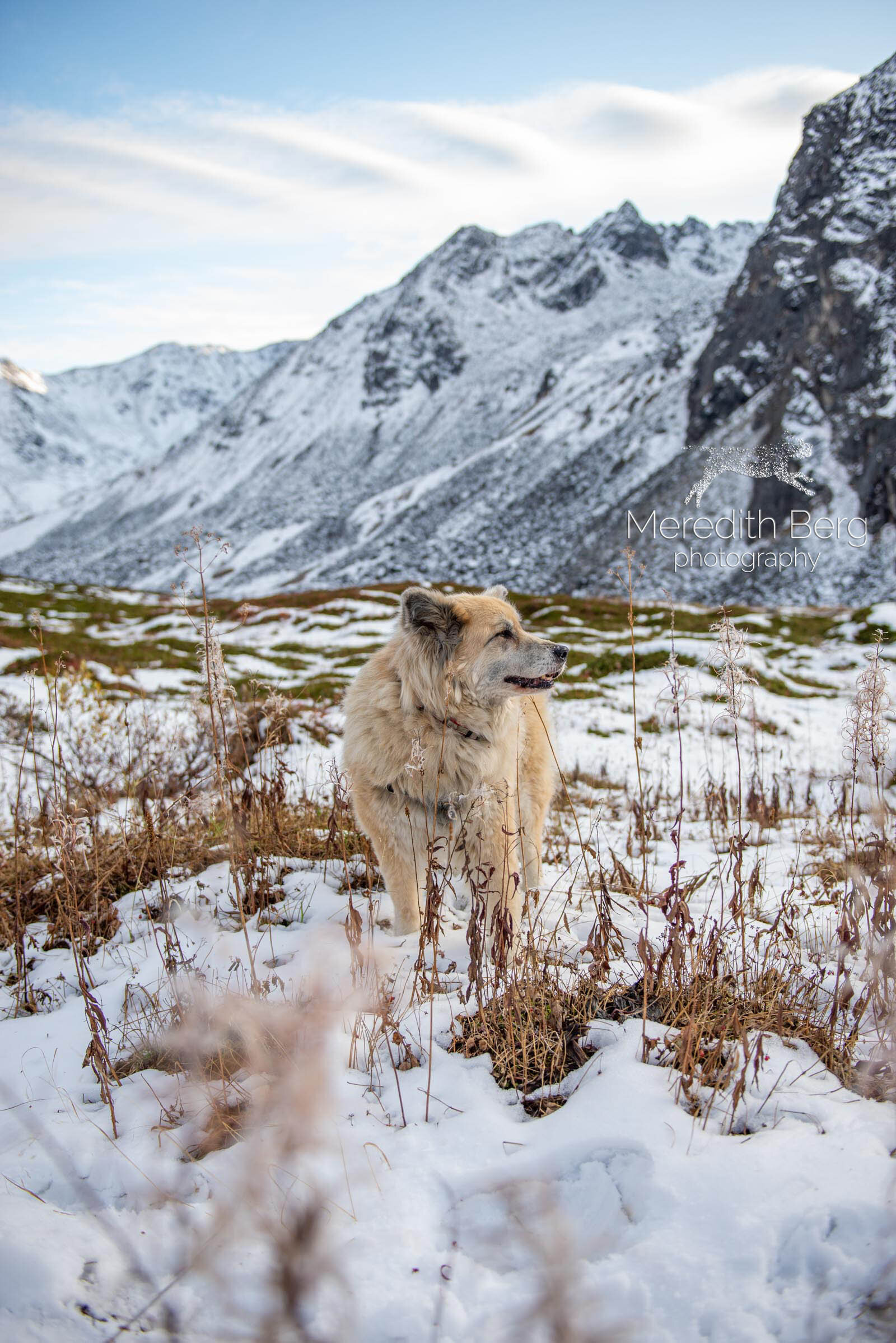 Meredith Berg Photography Anchorage Alaska Dog Pet Photographer Husky Mixes Mountain Mutts 11.jpg