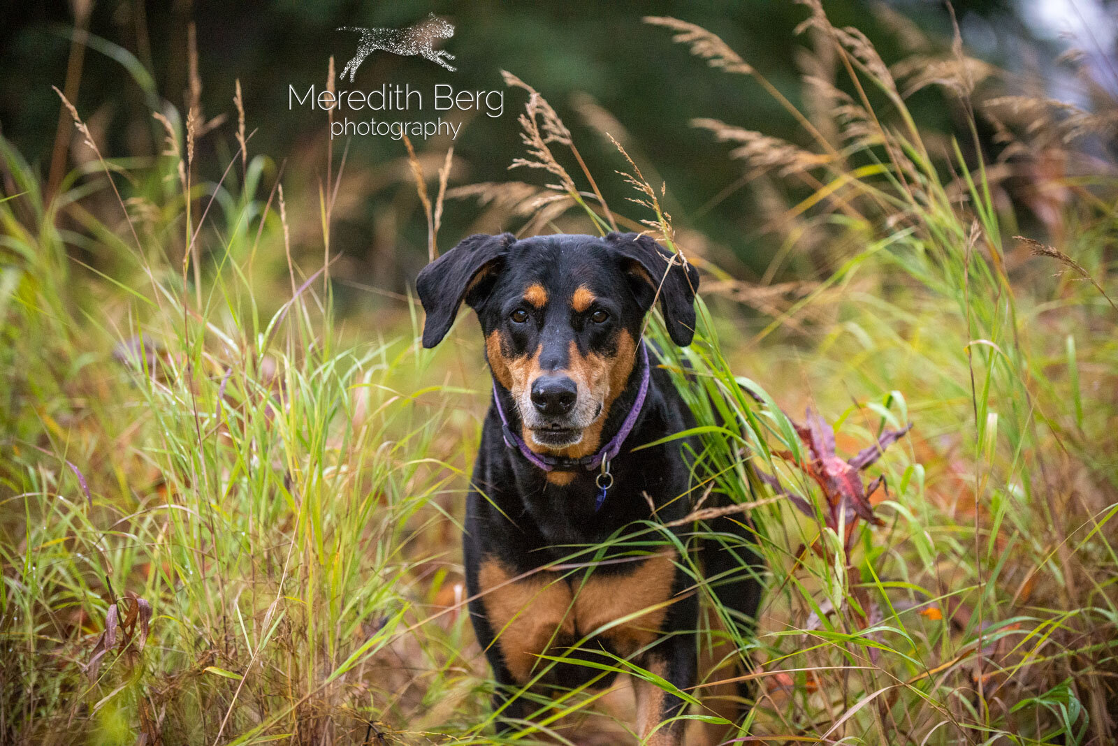 Meredith Berg Photography Anchorage Alaska Dog Pet Photographer Lacey Doberman Mix12.jpg