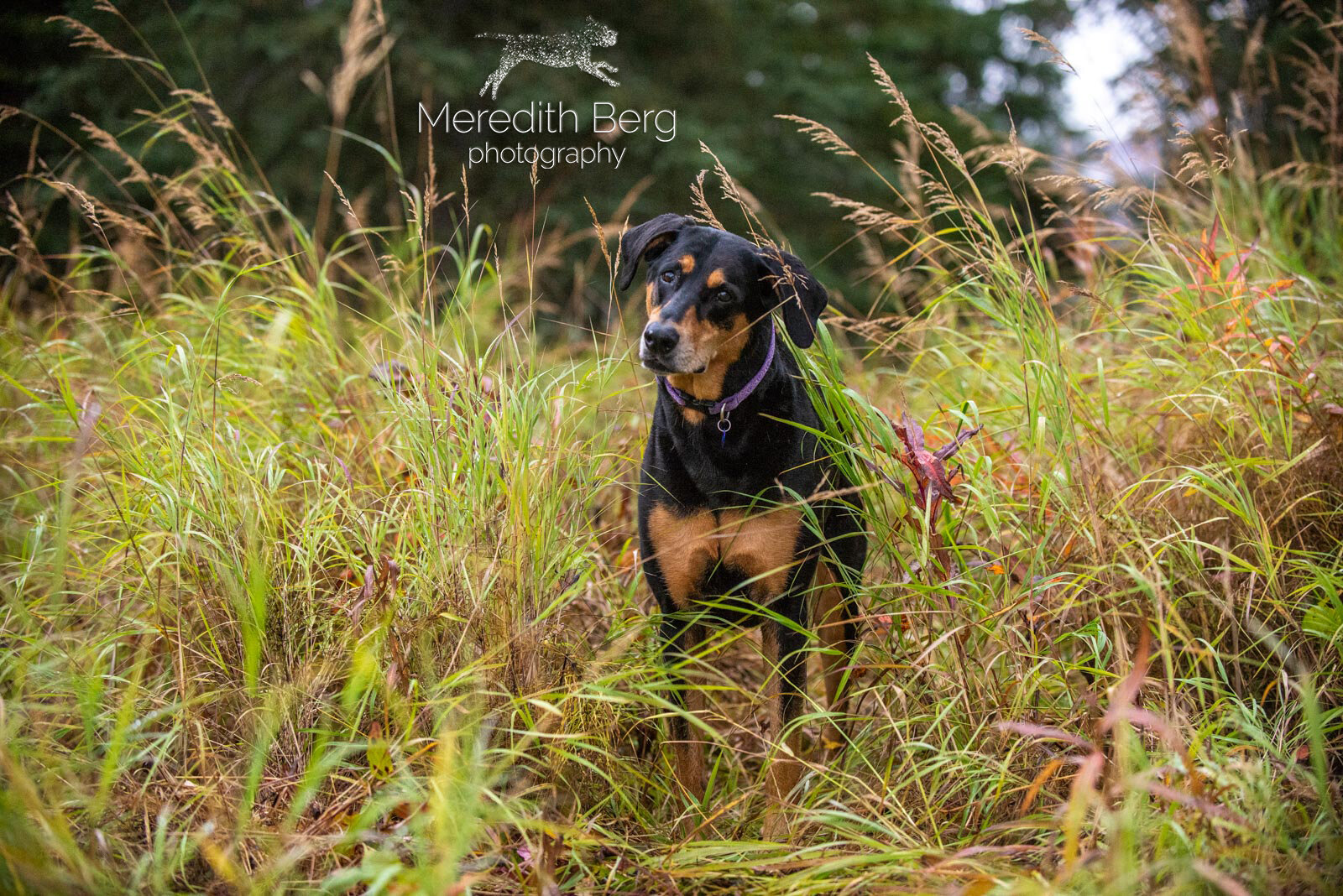 Meredith Berg Photography Anchorage Alaska Dog Pet Photographer Lacey Doberman Mix11.jpg