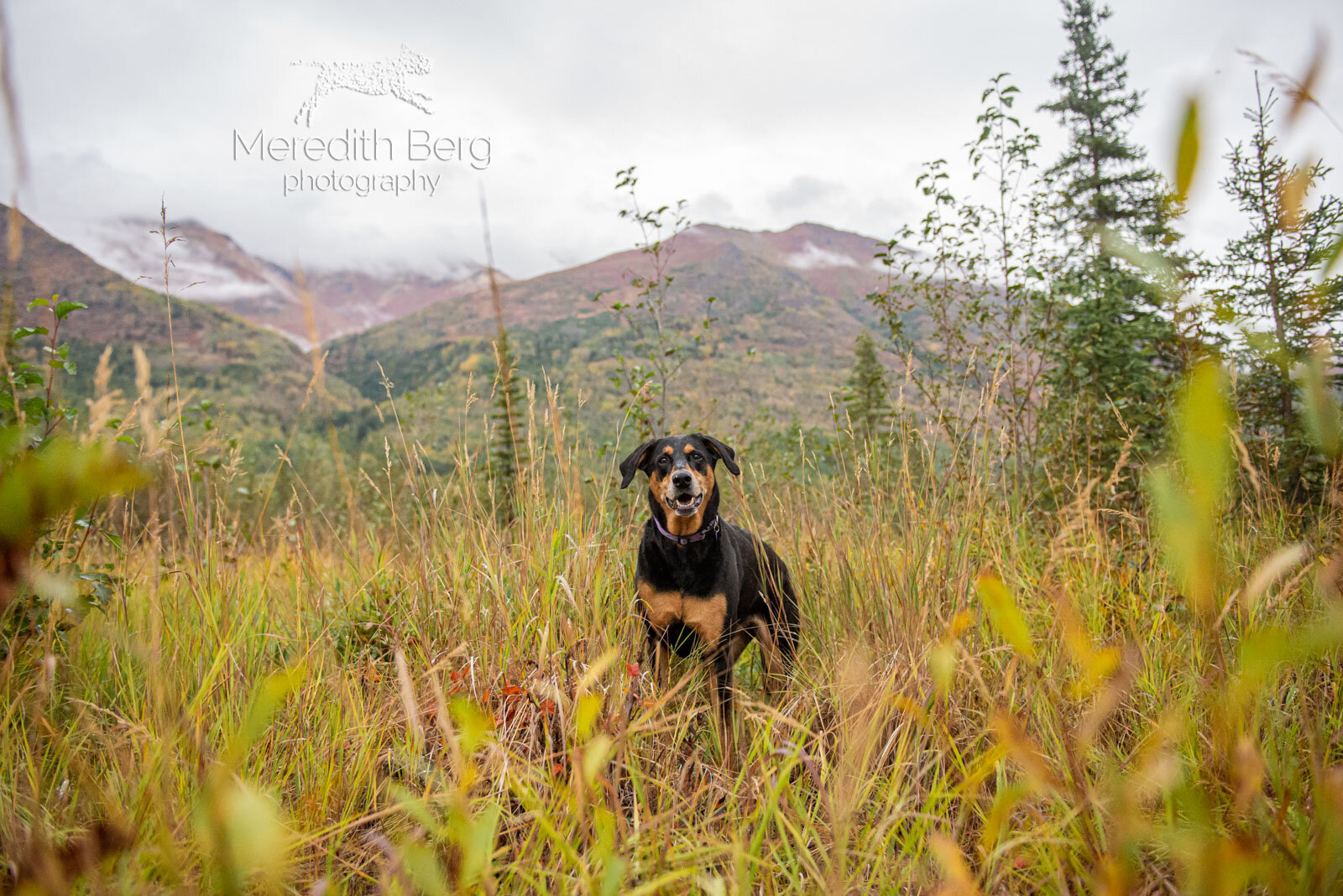 Meredith Berg Photography Anchorage Alaska Dog Pet Photographer Lacey Doberman Mix13.jpg