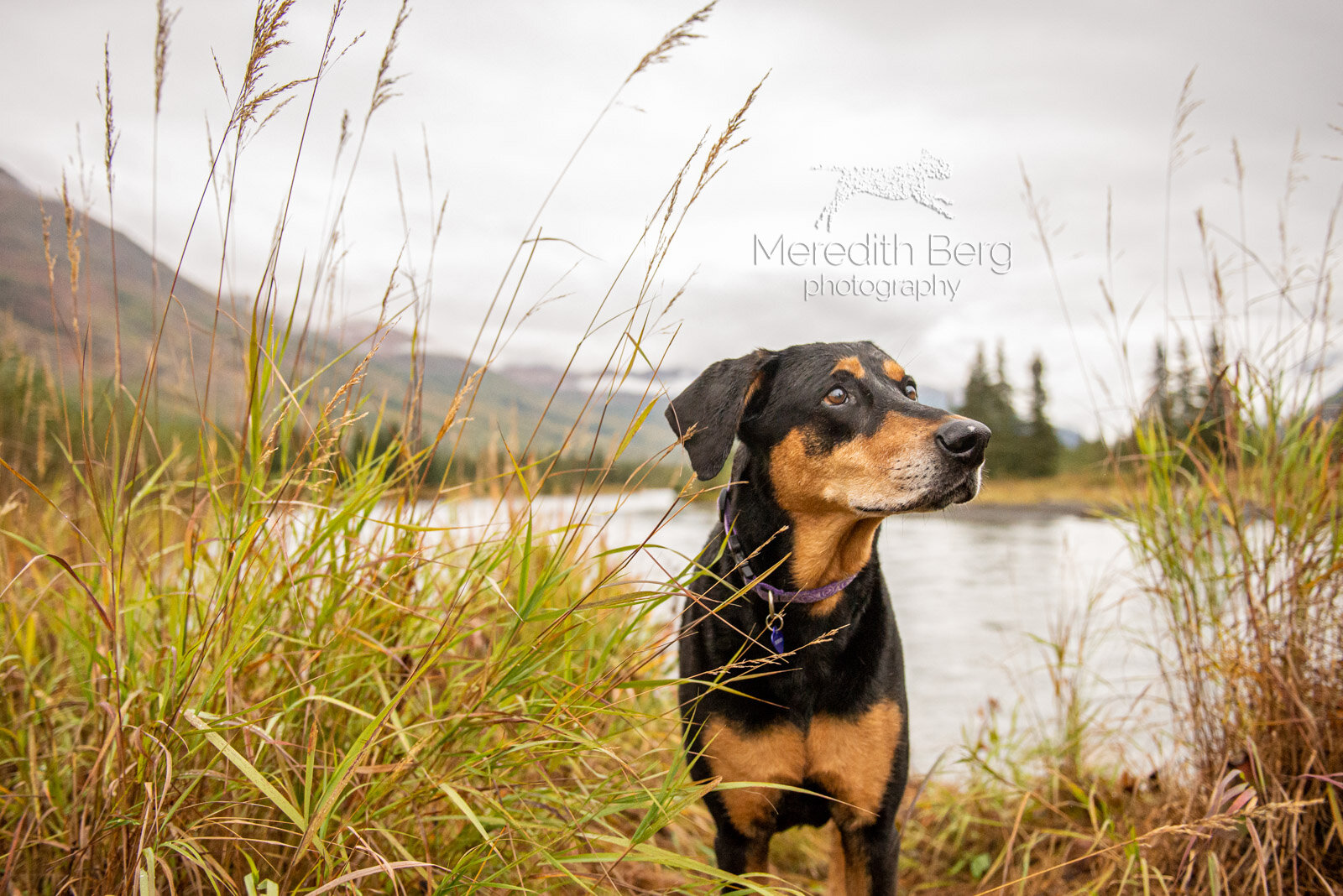 Meredith Berg Photography Anchorage Alaska Dog Pet Photographer Lacey Doberman Mix14.jpg