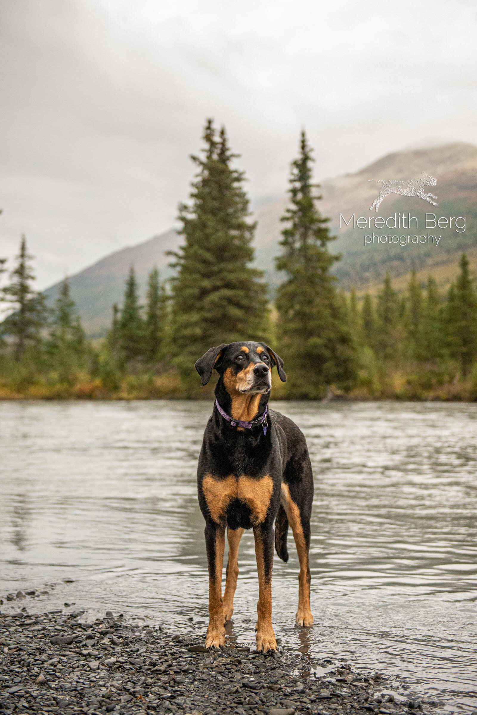 Meredith Berg Photography Anchorage Alaska Dog Pet Photographer Lacey Doberman Mix15.jpg