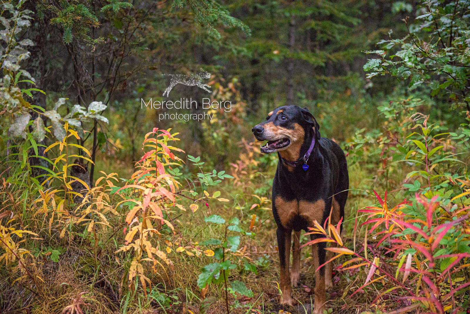 Meredith Berg Photography Anchorage Alaska Dog Pet Photographer Lacey Doberman Mix16.jpg