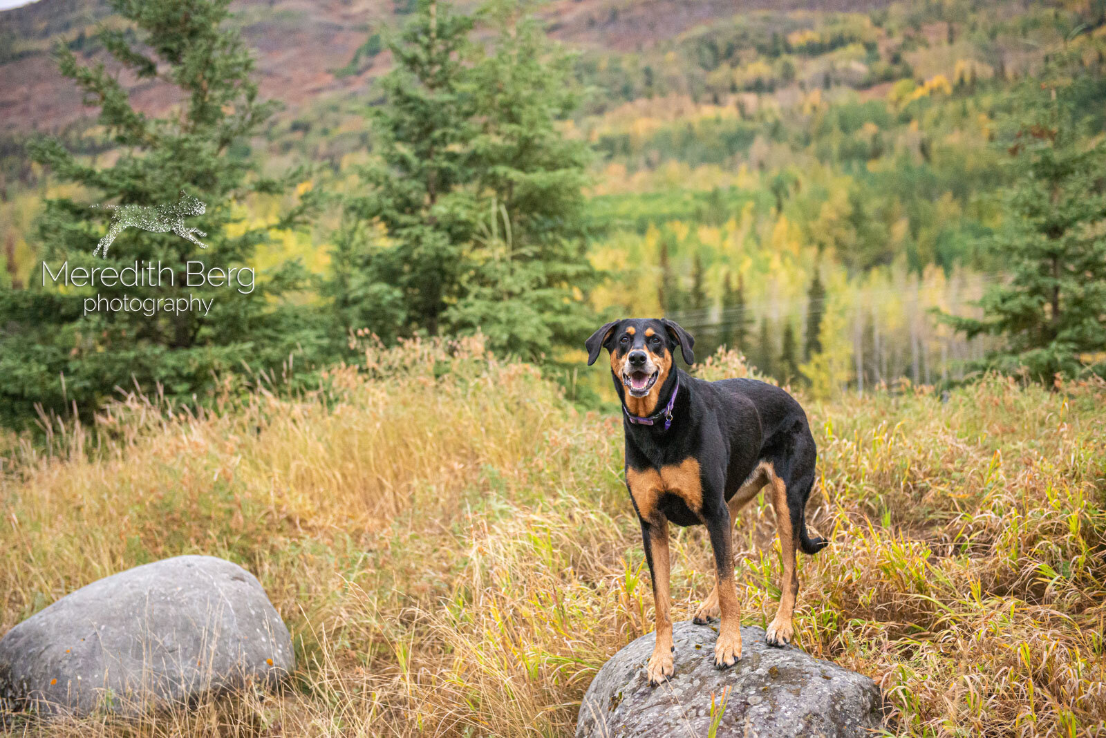 Meredith Berg Photography Anchorage Alaska Dog Pet Photographer Lacey Doberman Mix21.jpg