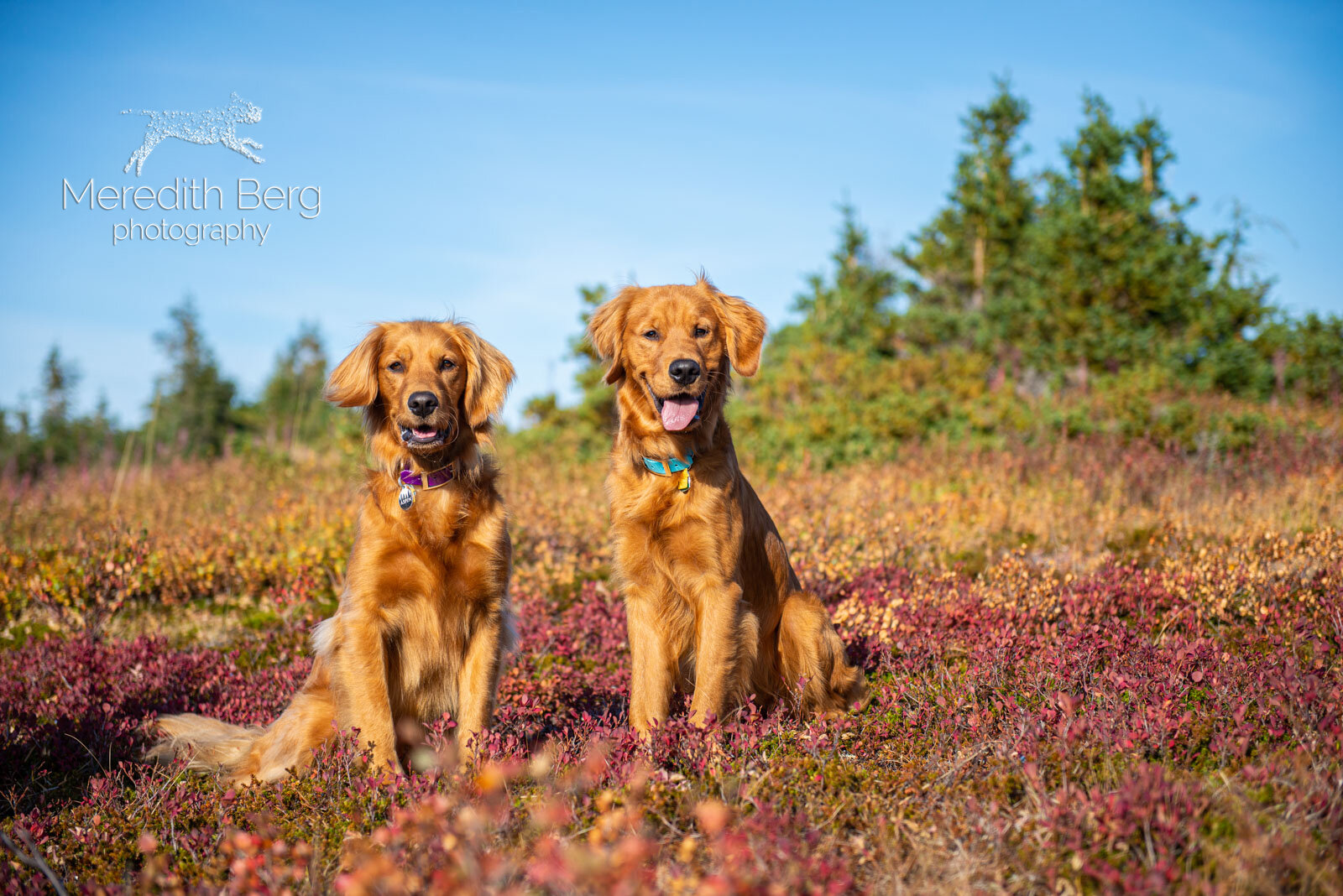 Meredith Berg Photography Anchorage Alaska Dog Pet Photographer Aspen Murphy Golden Retrievers1.jpg