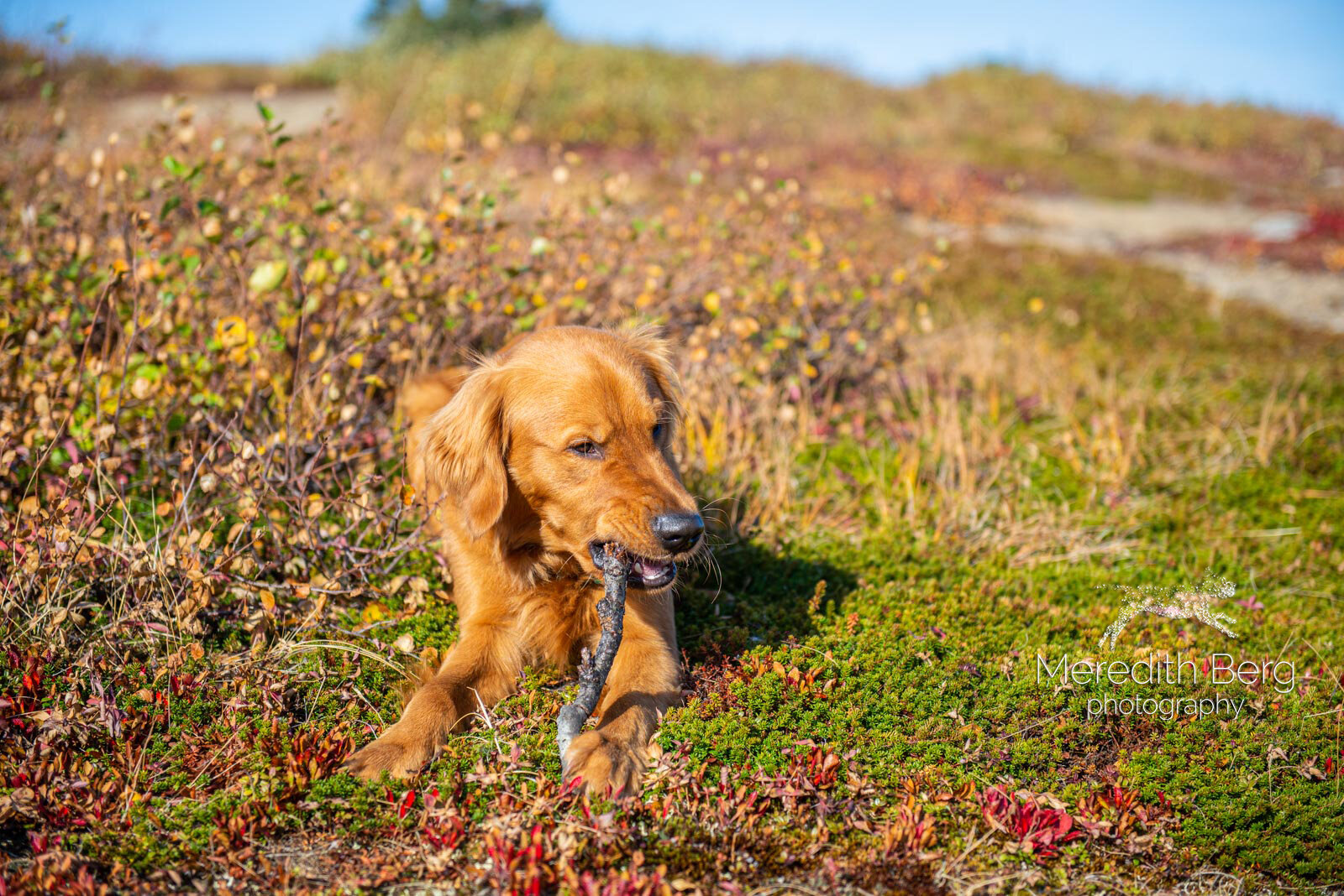 Meredith Berg Photography Anchorage Alaska Dog Pet Photographer Aspen Murphy Golden Retrievers2.jpg